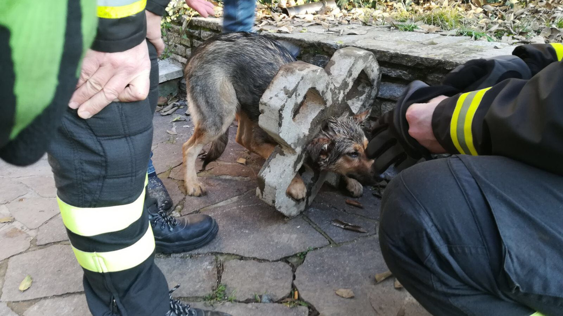 Resta incastrato nel blocco di cemento: cane liberato dai vigili del fuoco