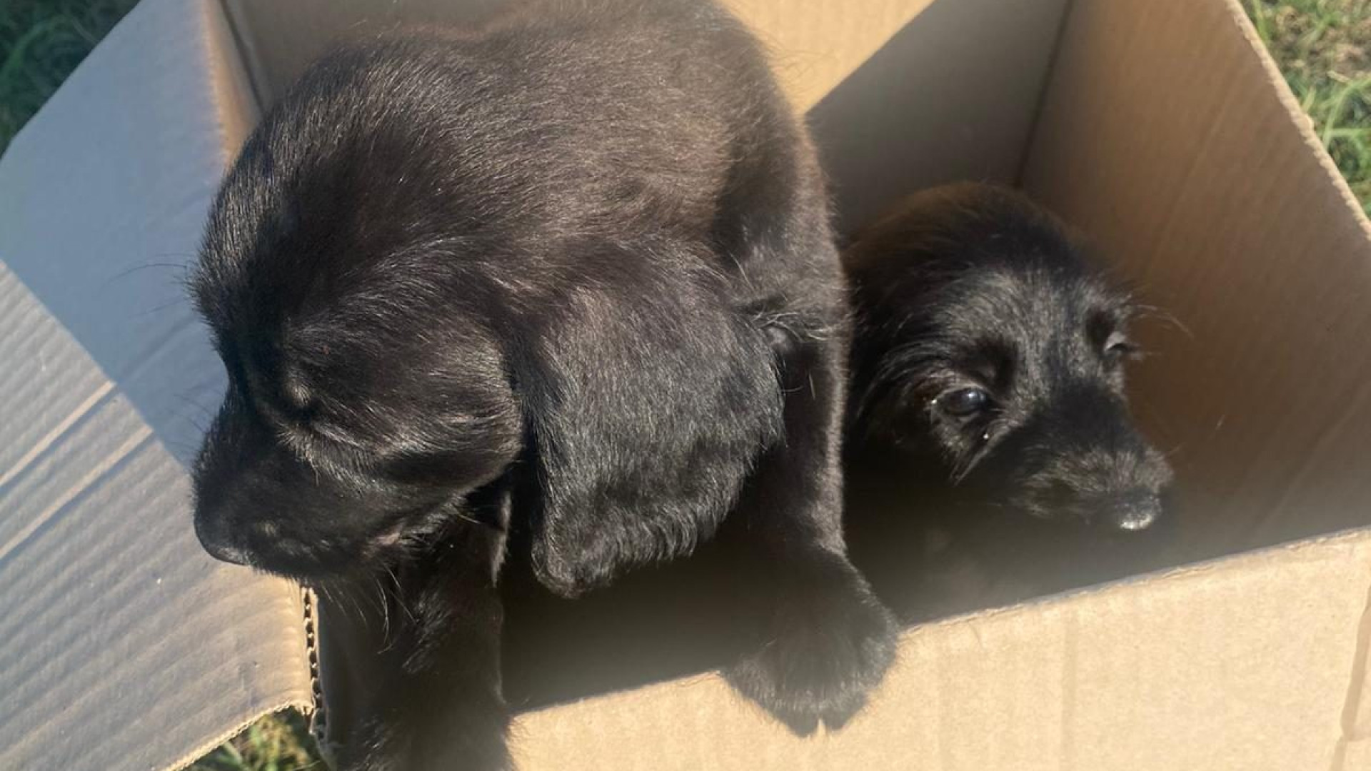 Bobbio, salvate due cucciole chiuse in una scatola e abbandonate nel cassonetto