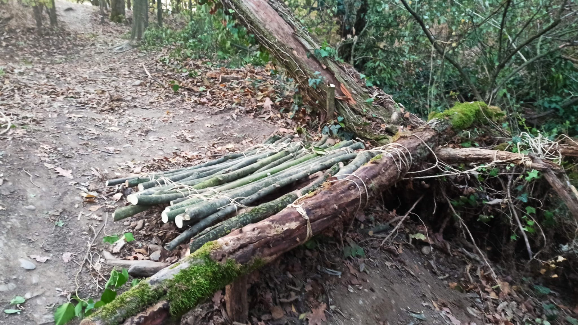 La segnalazione: "Alberi e arbusti tagliati alla Galleana. Trampolini per ciclocross?"