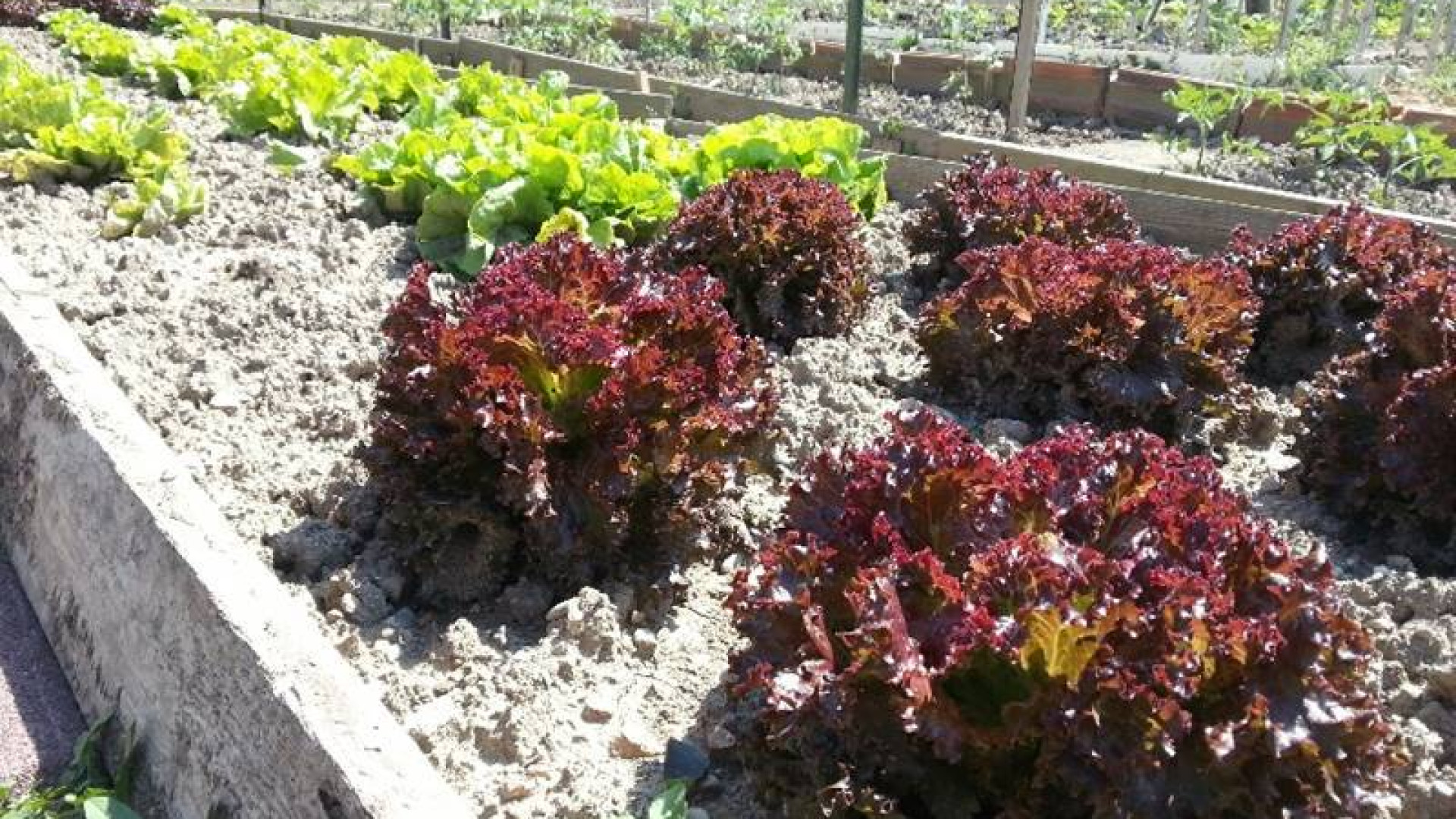 Cittadinanza attiva, 90 nuove richieste soprattutto per canile e cura del verde