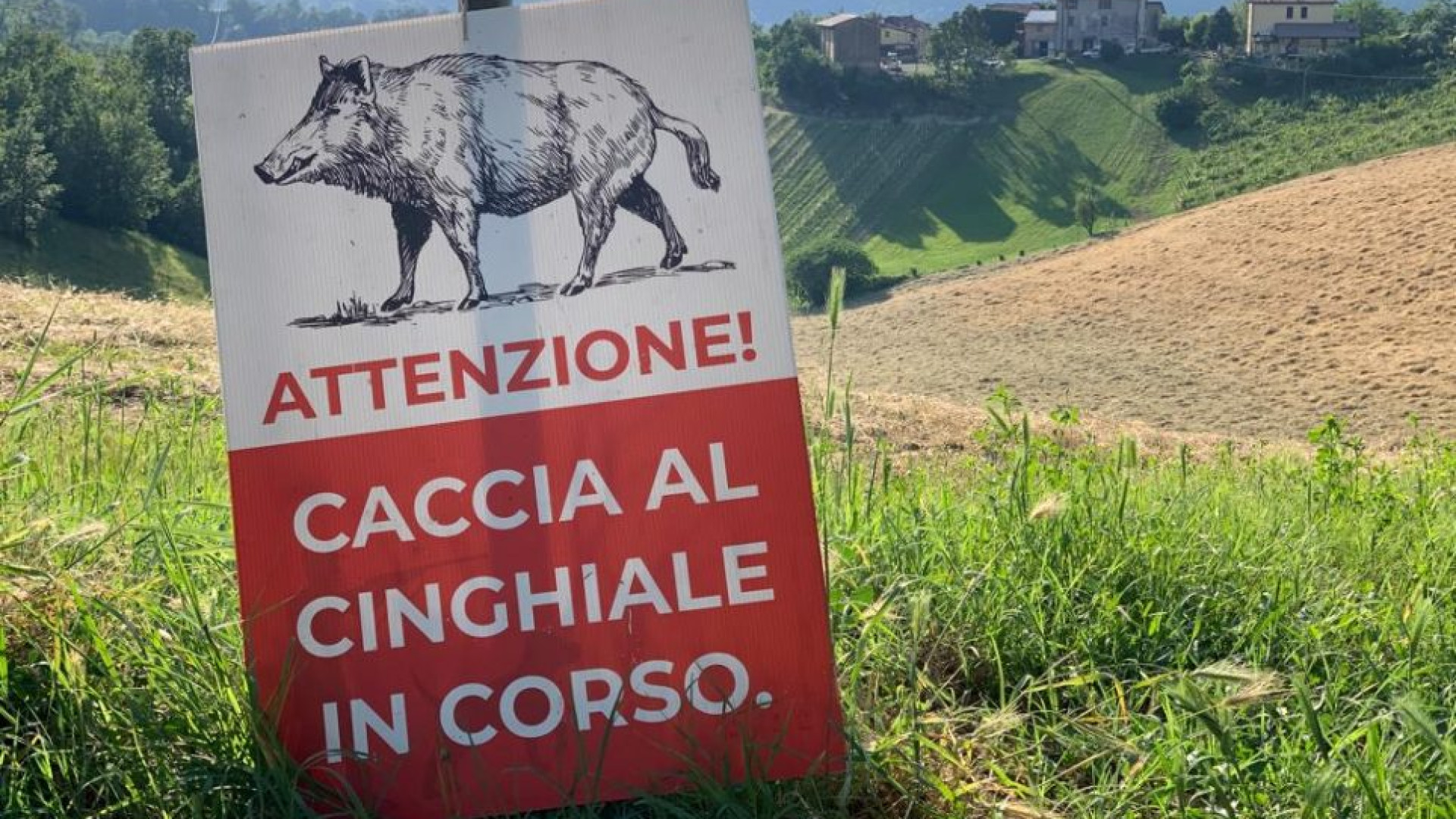 Lotta alla peste suina africana, in 40 giorni abbattuti 67 cinghiali