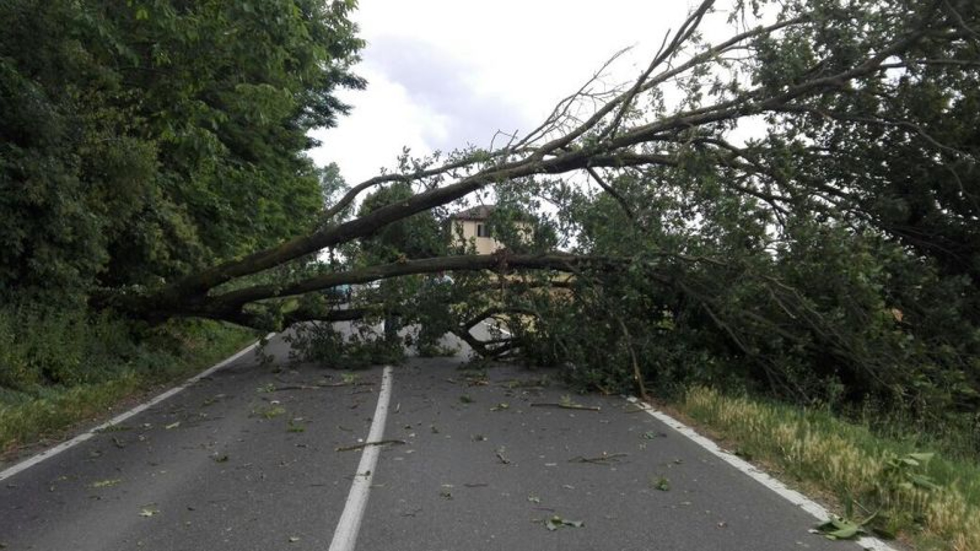 Albero cade sulla strada, sfiorato scuolabus. Auto nel canale mentre affronta una curva