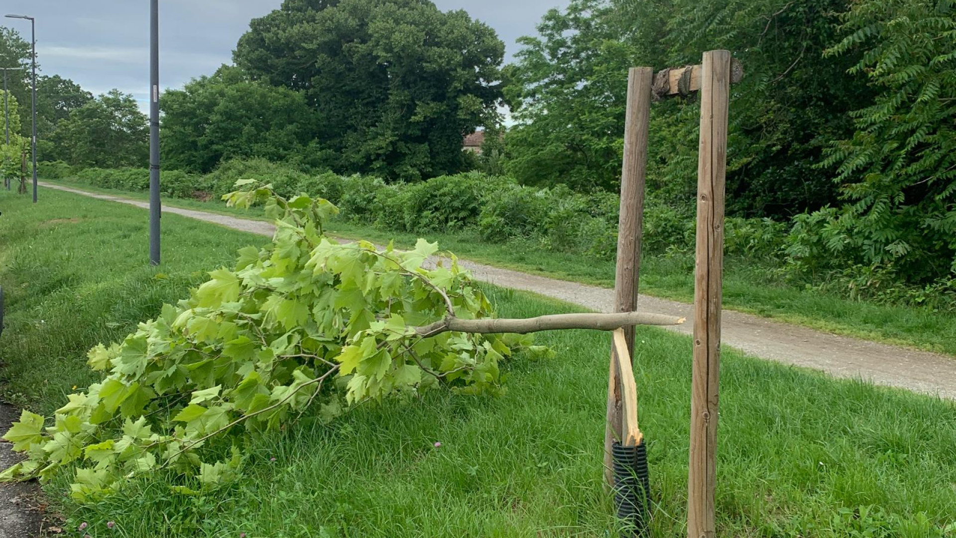 Via Tramello: due platani spezzati dal vento, erano stati piantati qualche anno fa