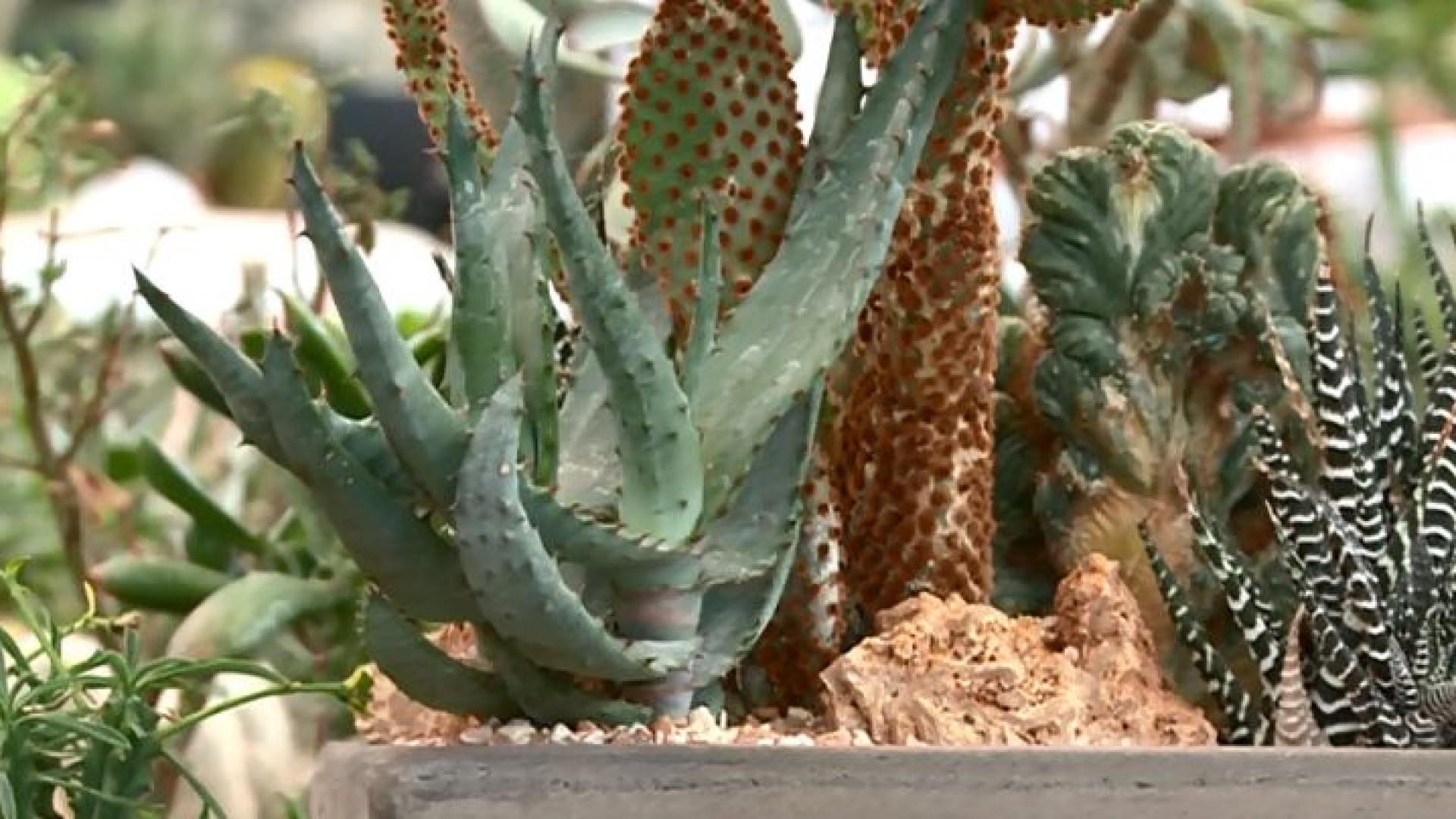 Dalle succulente alle cactacee, sono le piante grasse. Come coltivarle