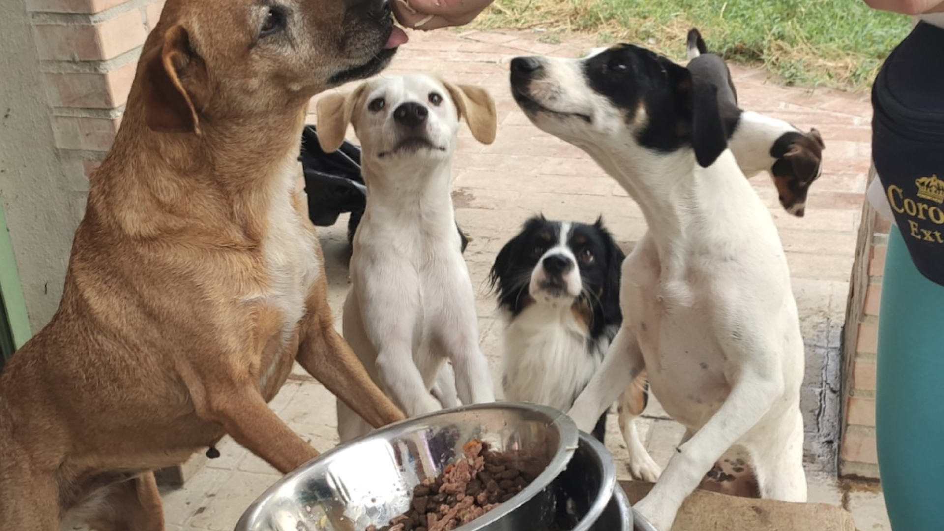 "Mi sento male, aiutate i miei cani". Grazie a Enpa salvata una donna e i suoi animali