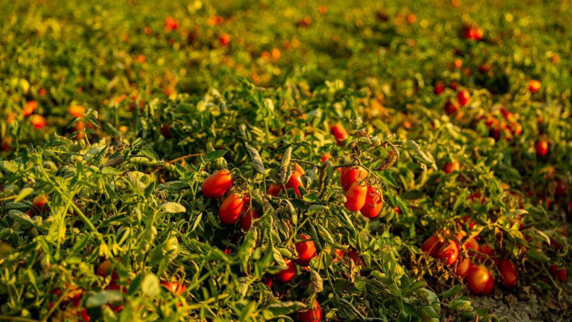 E' arrivato l'accordo sul prezzo del pomodoro: 150 euro a tonnellata