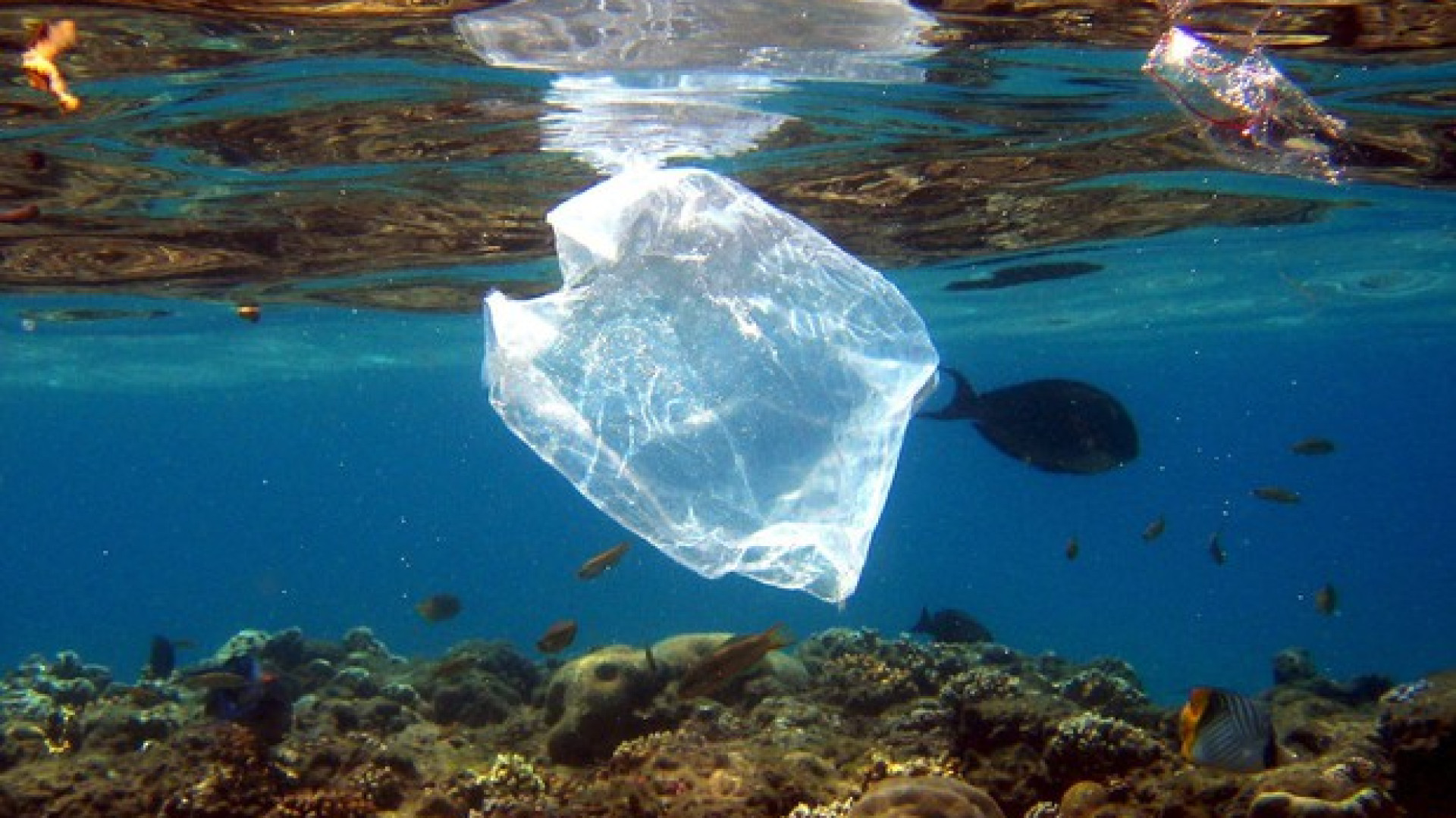 Batteri patogeni in vongole e cozze: "Colpa delle microplastiche"