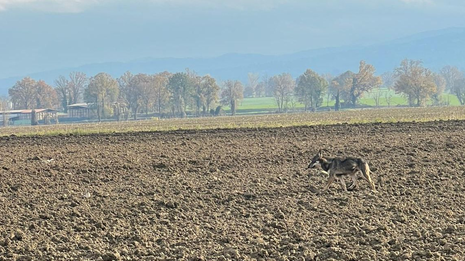 A spasso o a caccia di prede: lupo avvistato nei campi di Tavernago di Agazzano