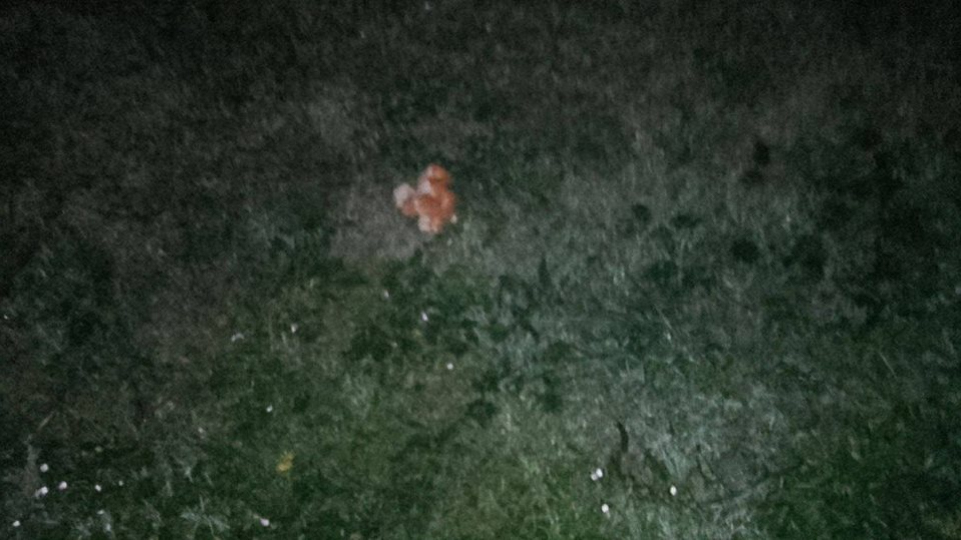 Cane muore avvelenato nel comune di Morfasso, accertamenti in corso