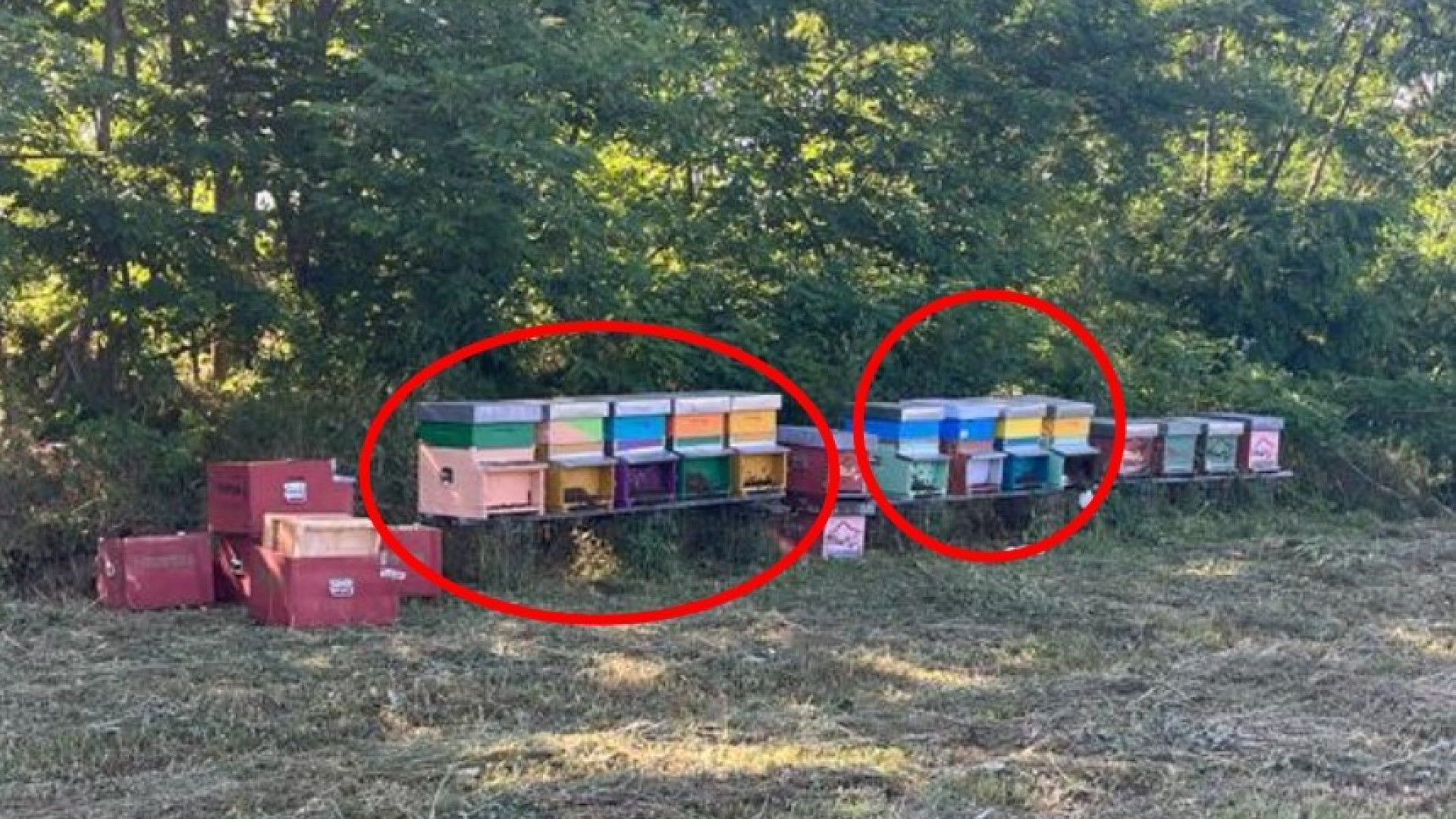 Alta Val Tidone, ruba 10 arnie dotate di Gps: 44enne rintracciato e denunciato