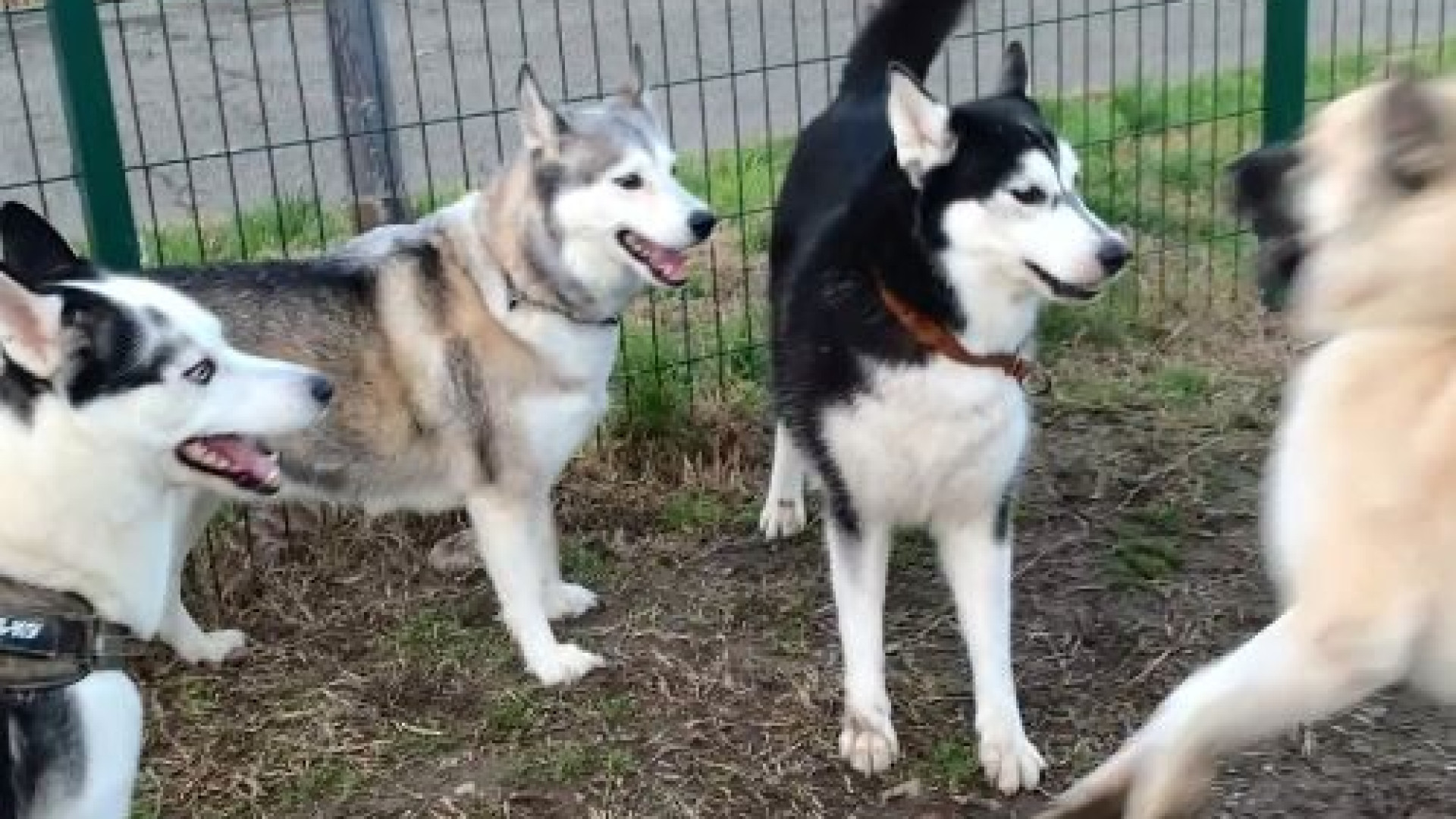 Educazione cinofila e senso civico, al via gli incontri per proprietari di cani