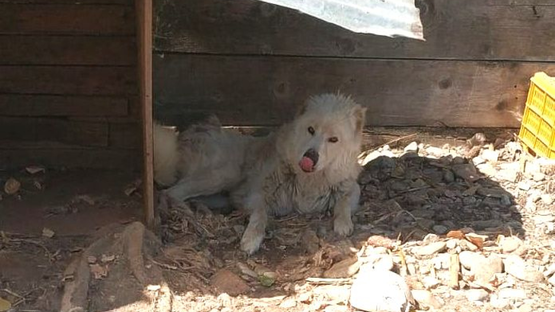 "Isolato e zoppicava, ora il cane Bruno è salvo". Come donare per le cure veterinarie