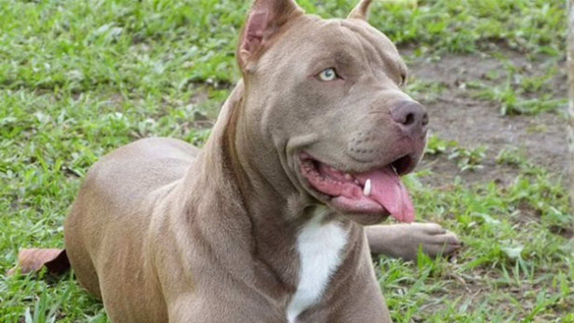 Foto di cani seviziati inviate per errore: nei guai una giovane di Fiorenzuola