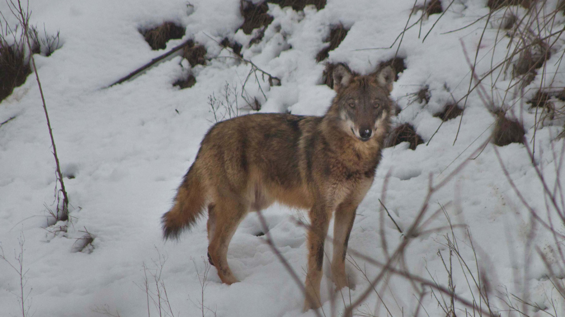 "Lupi utili all'equilibrio della fauna selvatica": il report dei Carabinieri Forestali