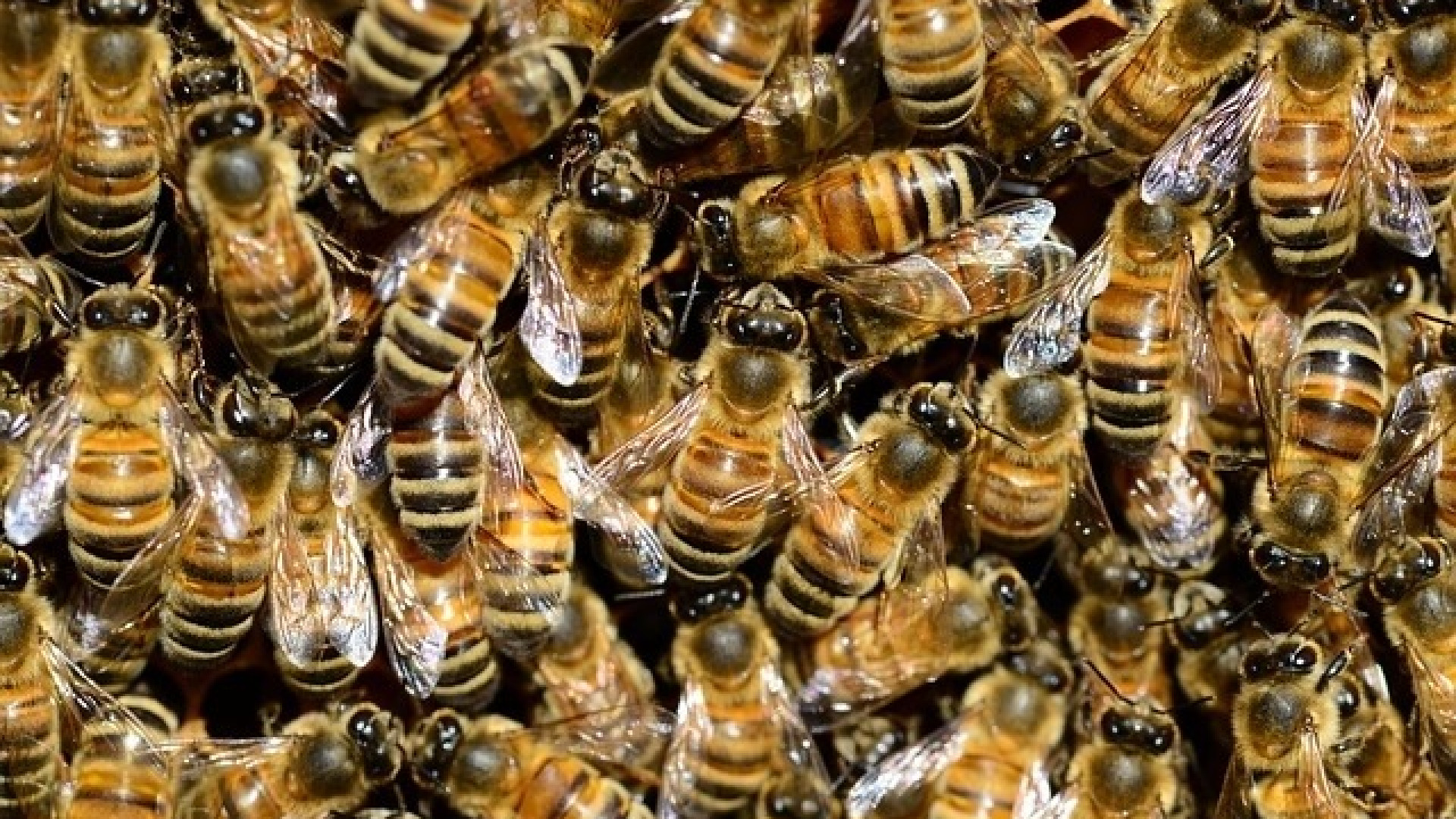 Marsaglia: punto da un insetto, un uomo ricoverato in gravi condizioni