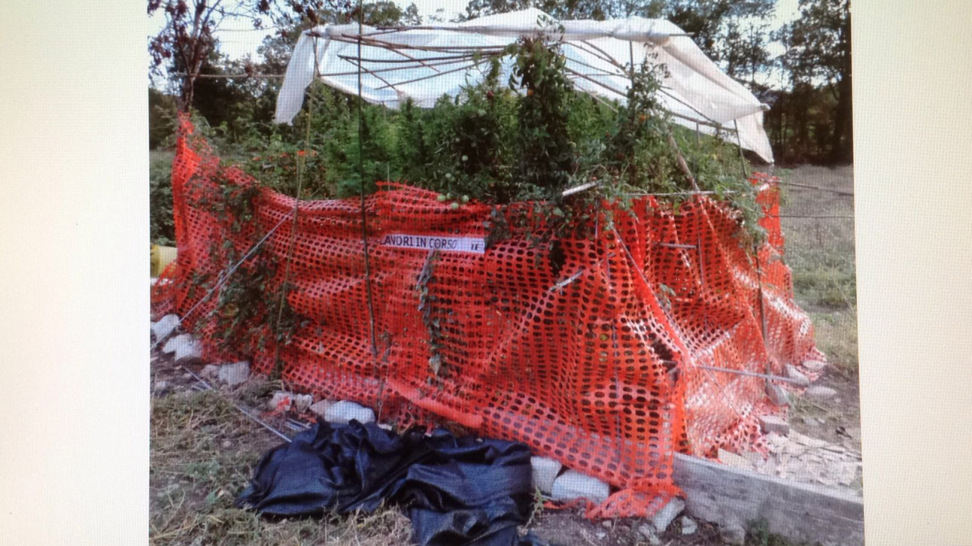 Vernasca, piante di marijuana alte due metri. Segnalato 37enne