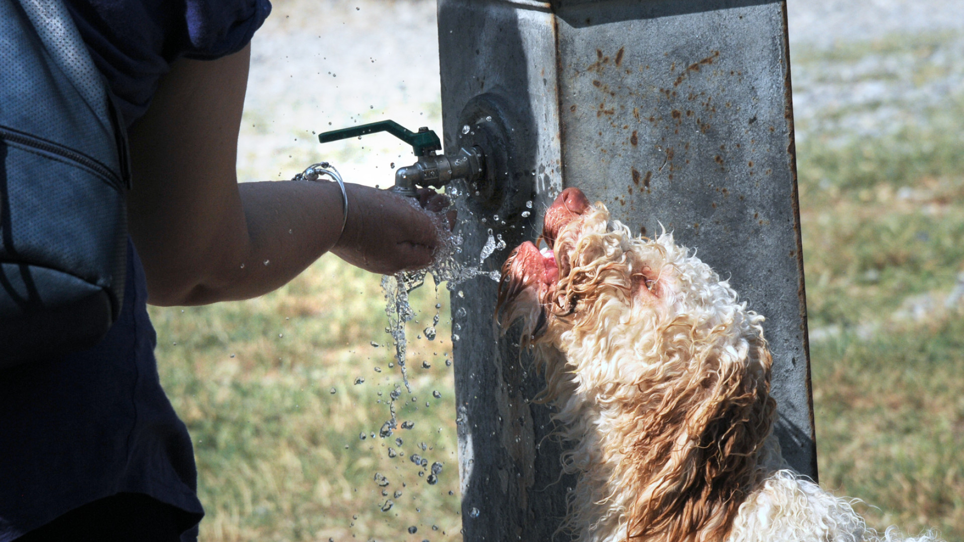 Caldo record, anche i cani lo soffrono: attenzione ai colpi di calore. Ecco i consigli