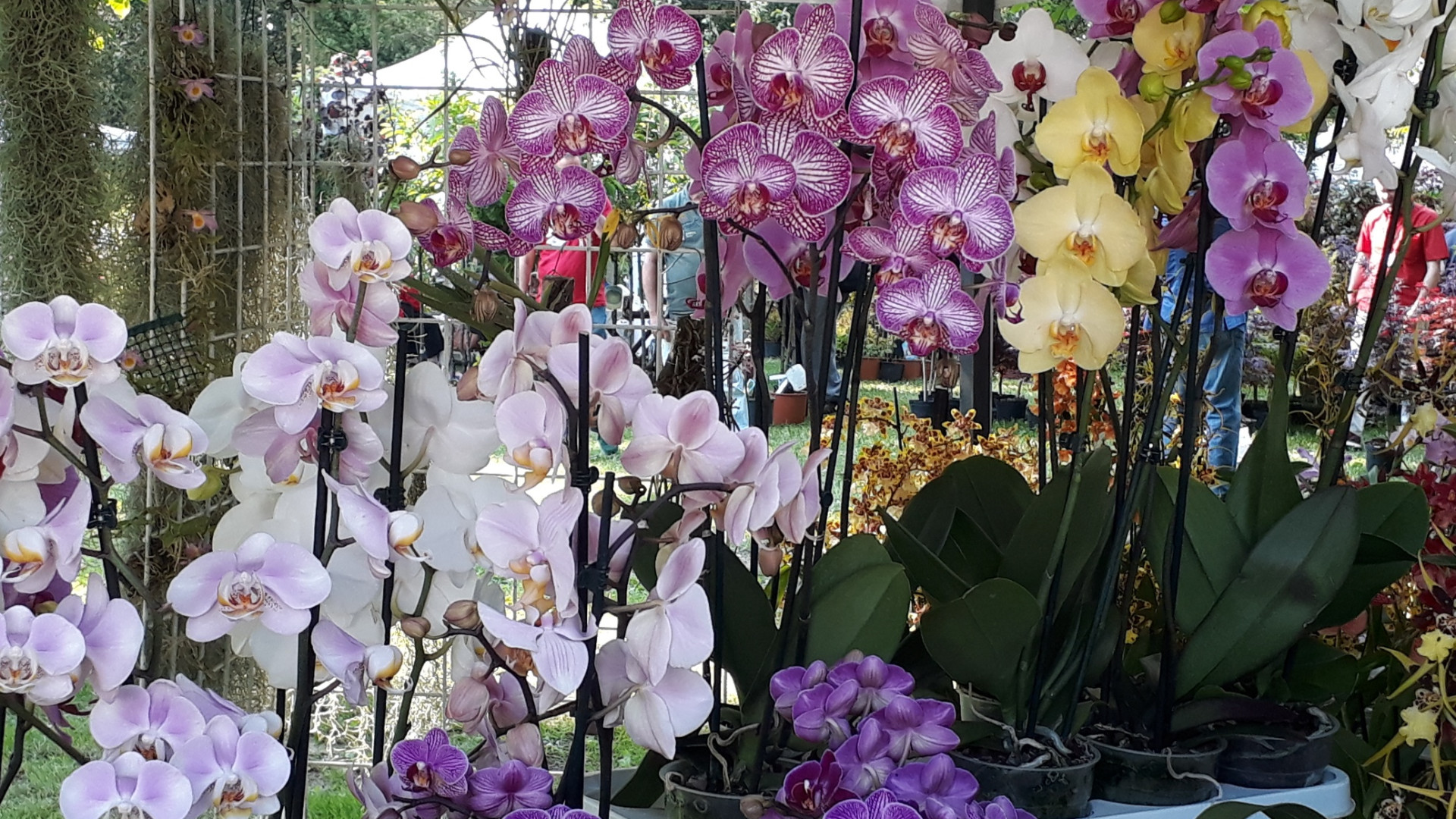 Le foto più belle di Floravilla, mostra mercato di piante e fiori