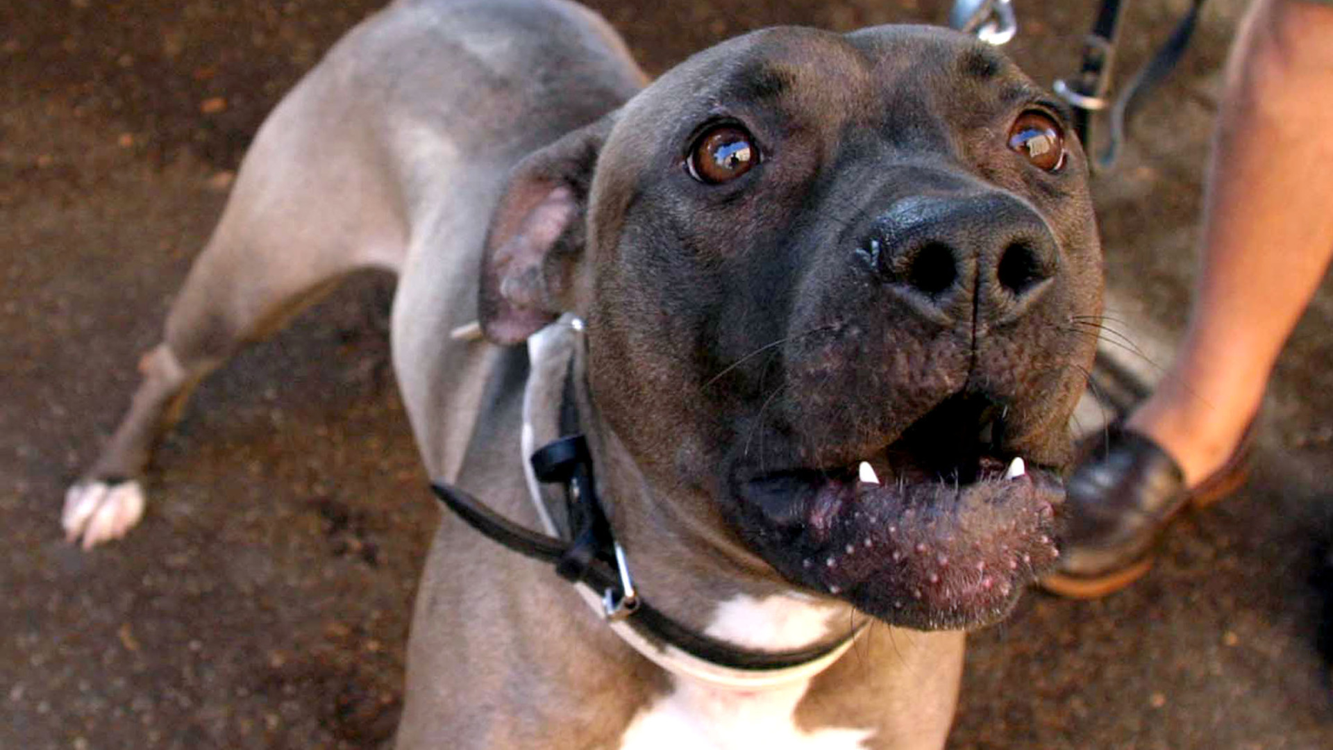 Pitbull spaventa chihuahua che fa cadere la padrona: causa dal giudice di pace
