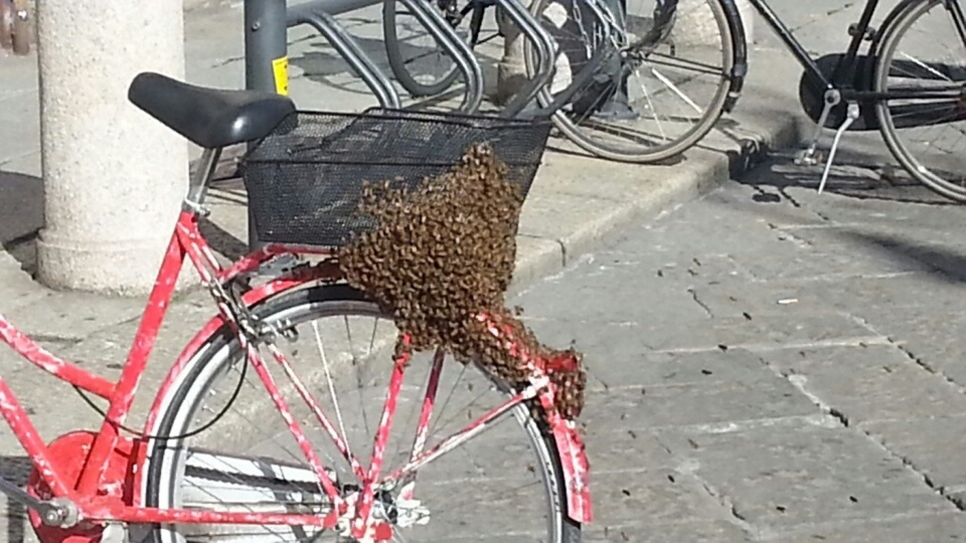 Sciame di api attacca una bicicletta in piazza Cavalli, interviene la Municipale