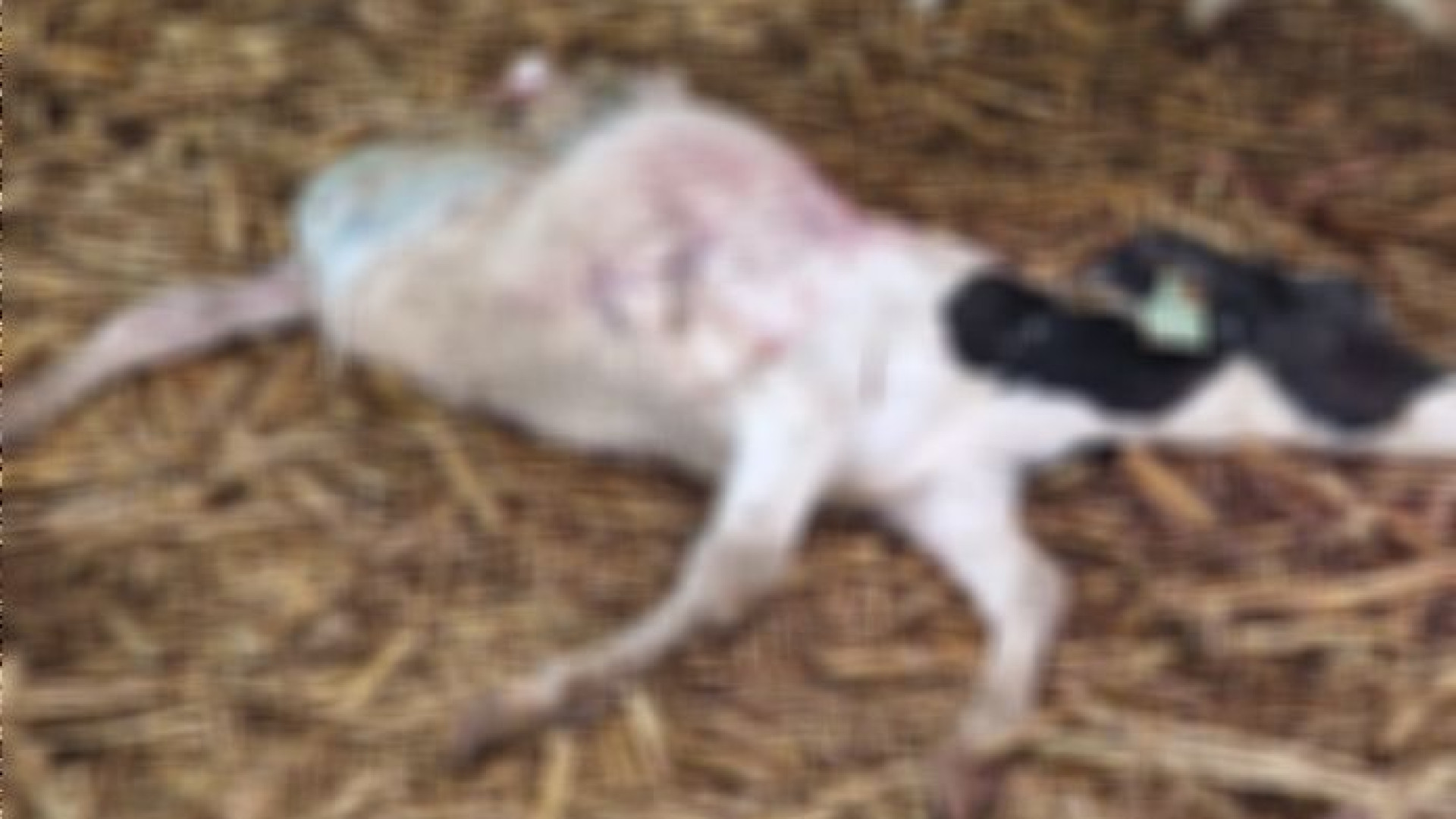 "Tre vitelli sbranati in due settimane all'interno di in una stalla: è davvero troppo"