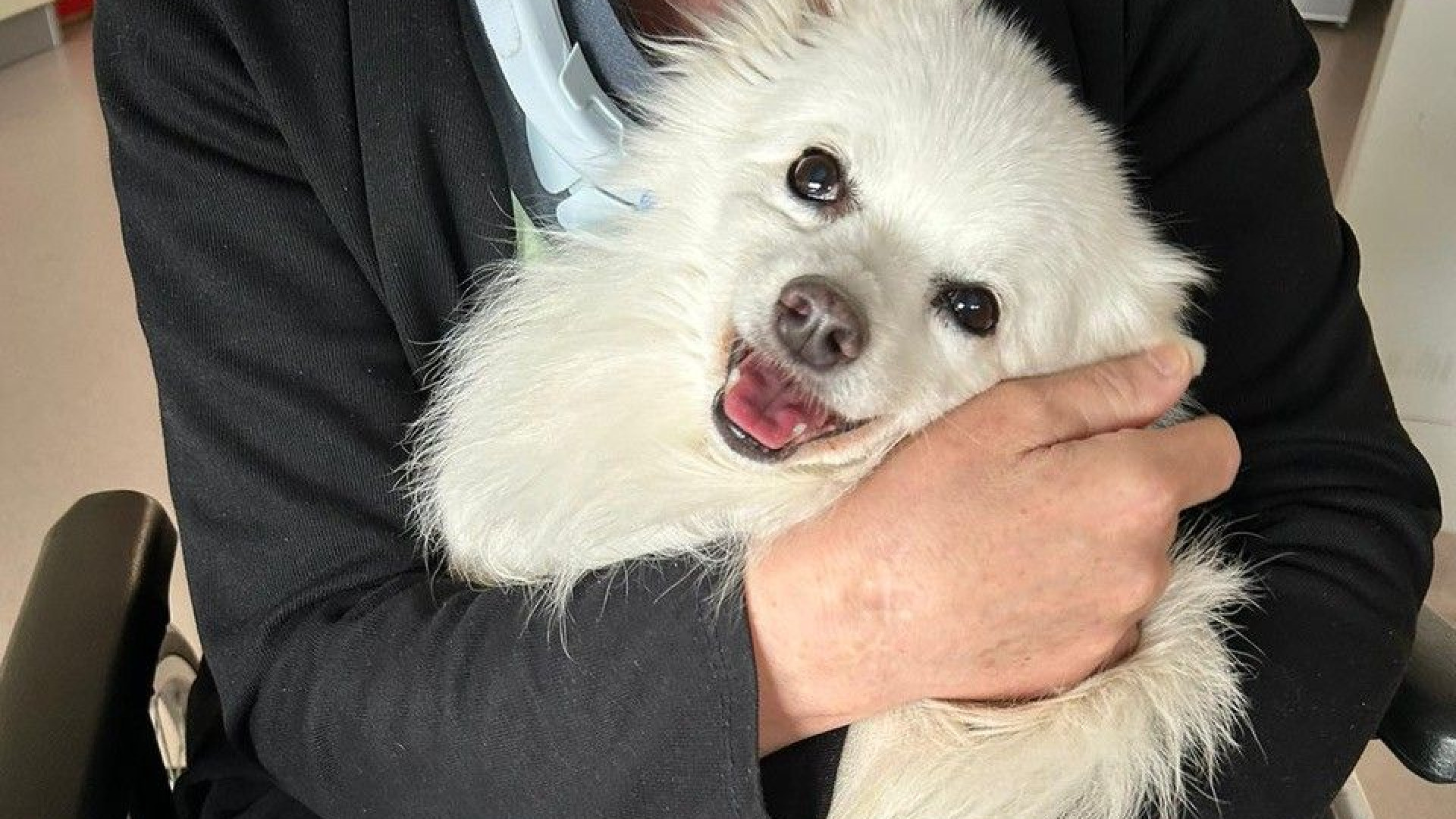 Attività assistita con animali, il bilancio: appuntamento all’ospedale di Fiorenzuola