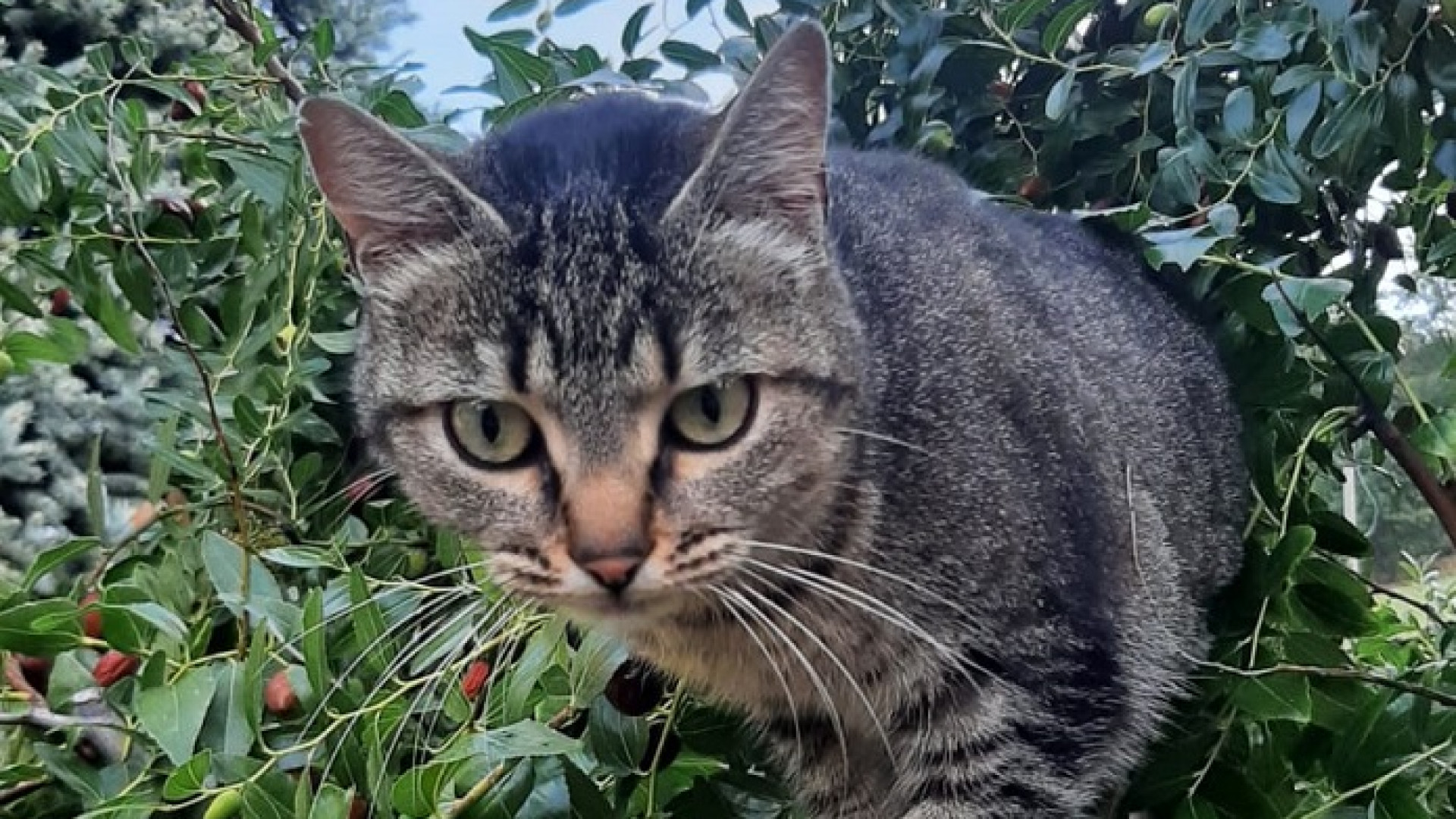 Castell’Arquato, legata per ore ad un laccio-trappola: gattina salvata dal padrone
