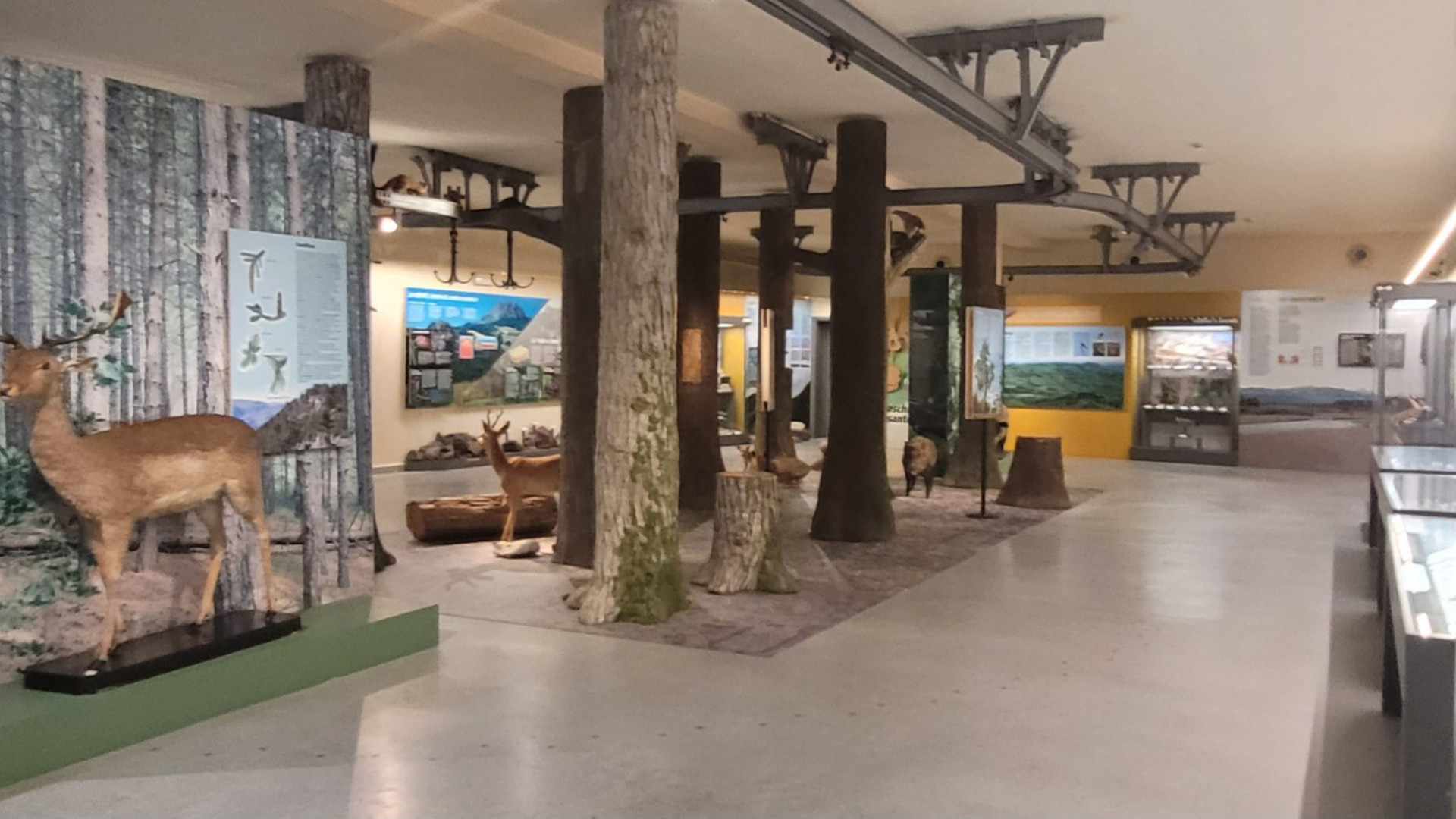 Museo di Storia naturale, la giunta valuta il trasferimento in piazza Cavalli