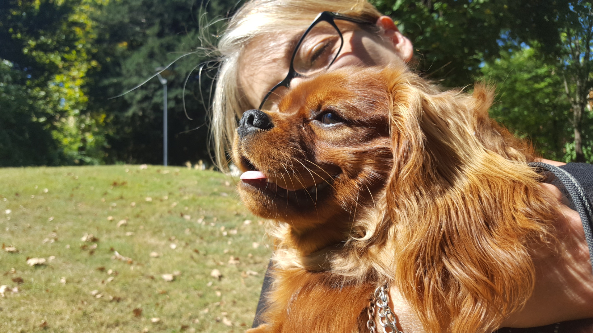 Il cucciolo Aiden tra i più belli: secondo posto per il cavalier king della piacentina Lunini