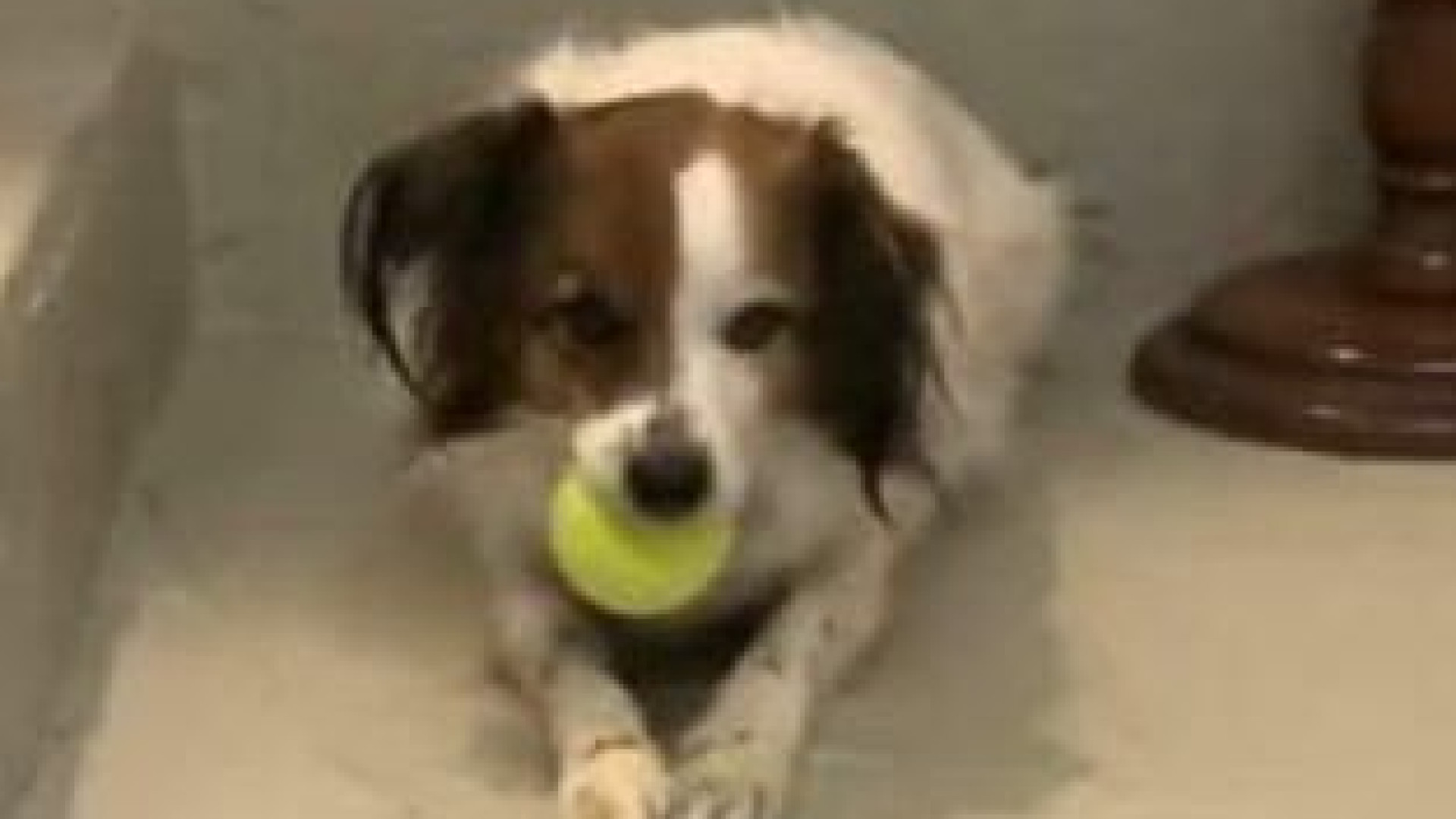 "Il mio cane sbranato da un lupo": allerta tra i residenti nella zona di Borgotrebbia