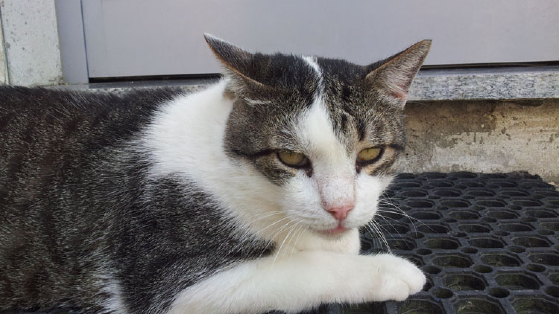 "Voglio un gatto in tinta con il divano": le richieste di adozione respinte