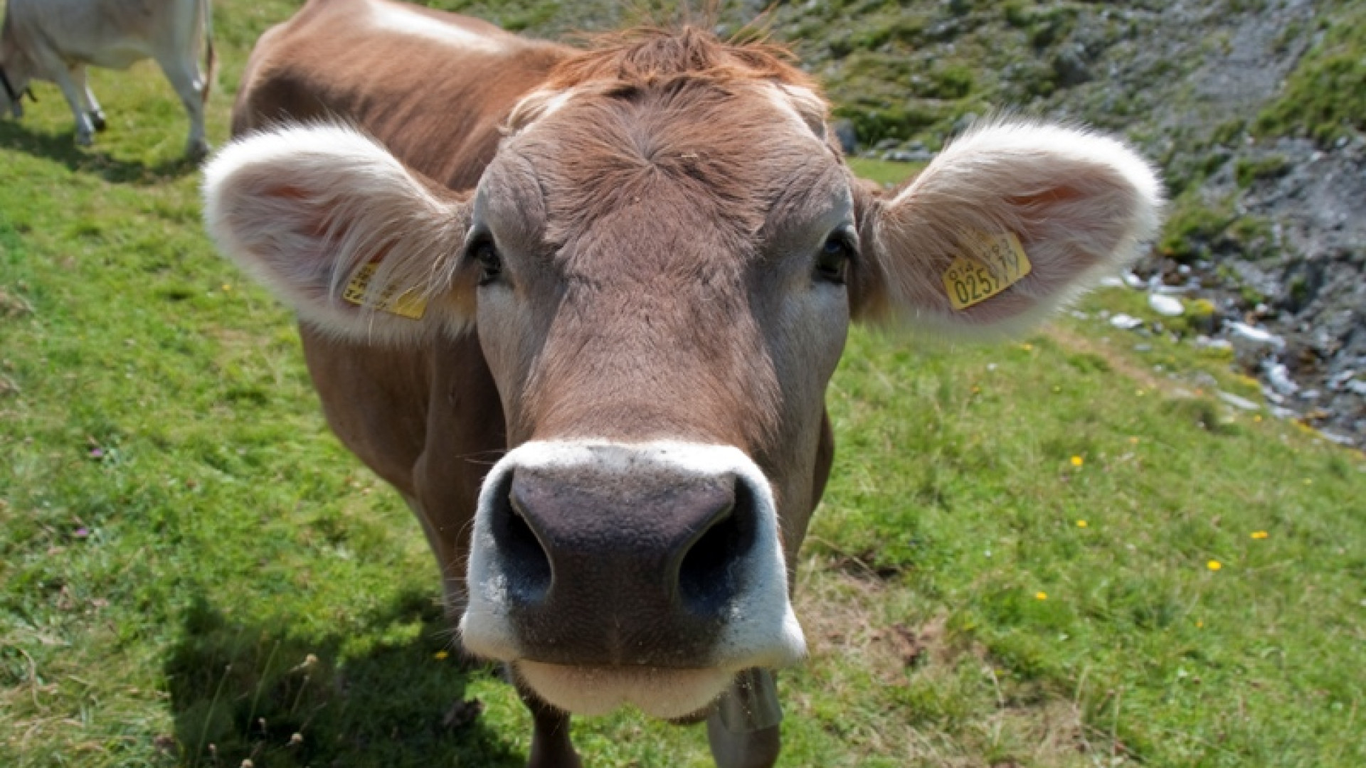 "Carne bovina, indispensabile per una dieta equilibrata". Esperti a Pianello