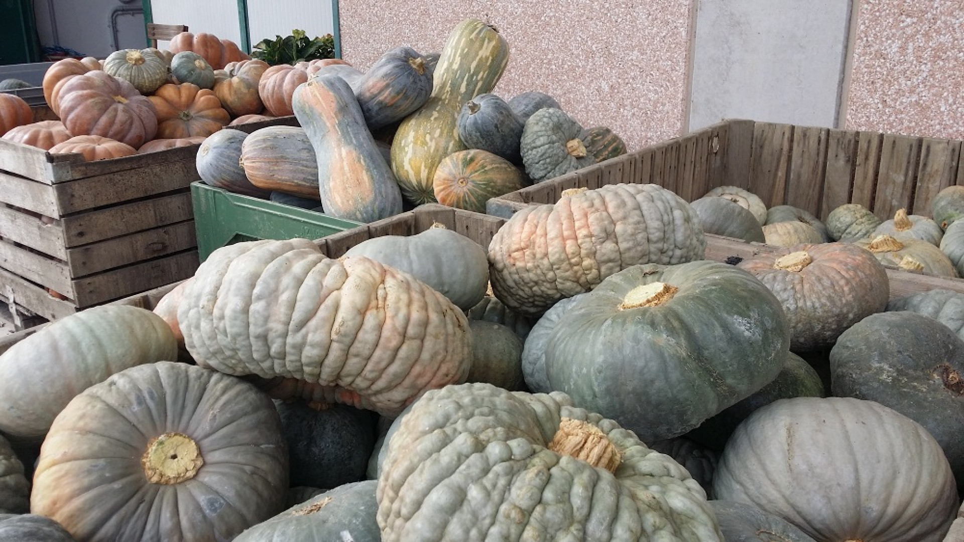 Zucca: la siccità frena l'exploit del 2016. Raccolto scarso, dimensioni ridotte
