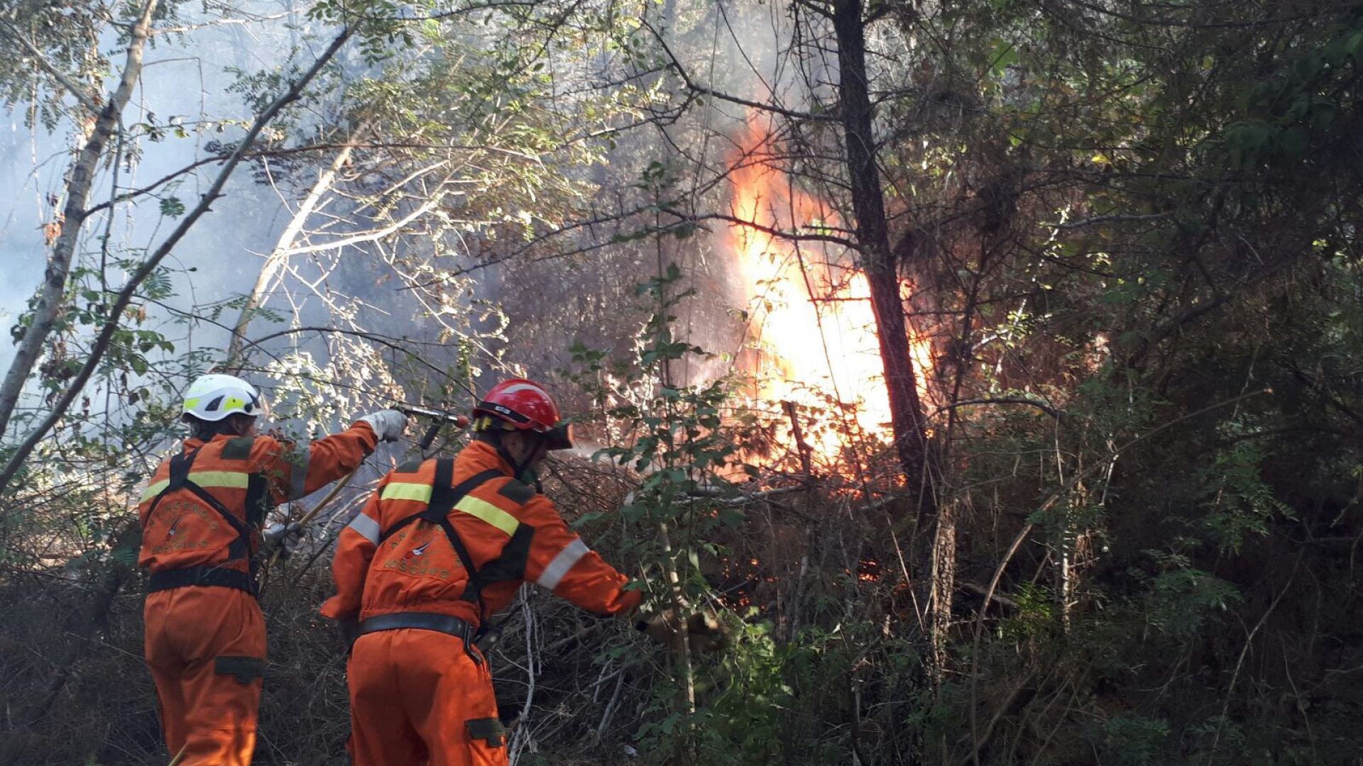 La Puglia va a fuoco. I volontari piacentini: "Fiamme altissime" FOTO