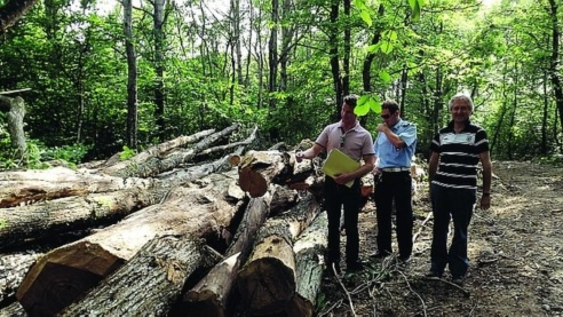 Taglio degli alberi al Monte Moria, tre a processo. "Ci difenderemo in aula"