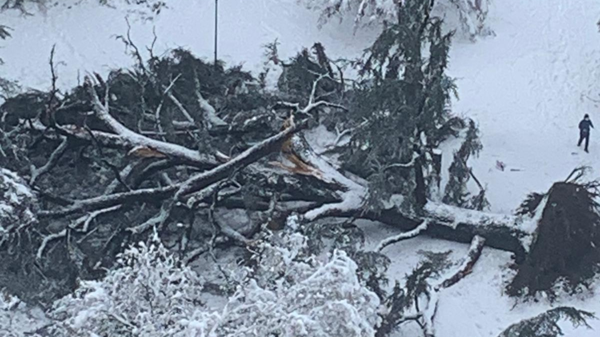 Cedro crollato per neve: "Si è tentato di tutto, unica soluzione la sostituzione"