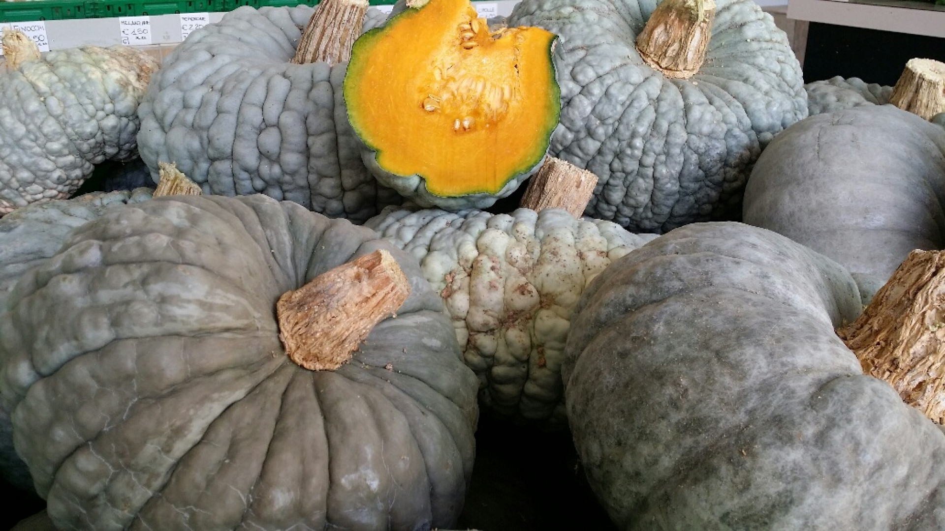 L'annata super della zucca piacentina: raccolti 22mila quintali di prodotto
