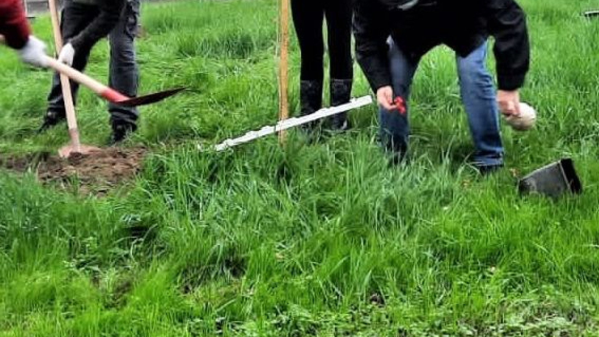 Regione distribuisce 580mila alberi gratuitamente: Piacenza la meno "virtuosa"