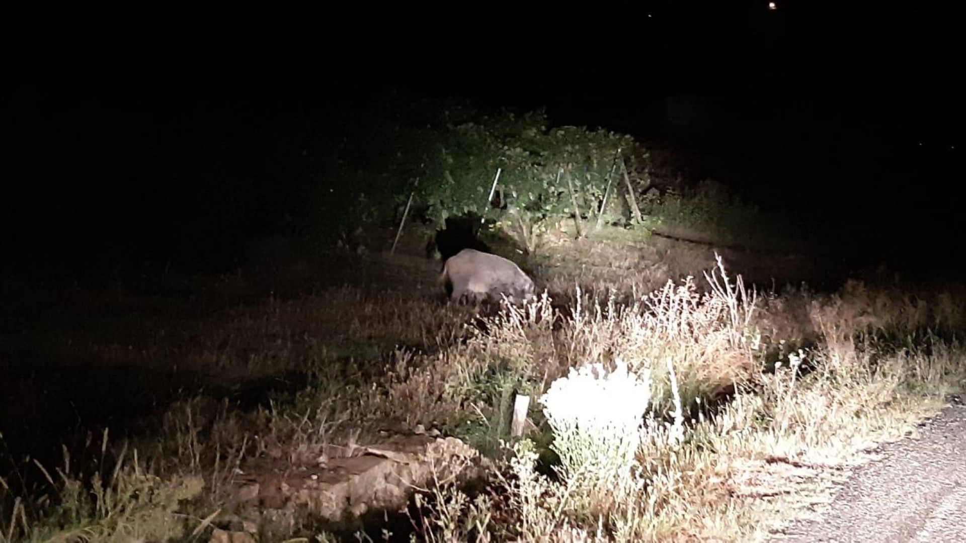 Scoppi anti-cinghiali a Ganaghello, gli agricoltori: "Non abbiamo altra scelta"