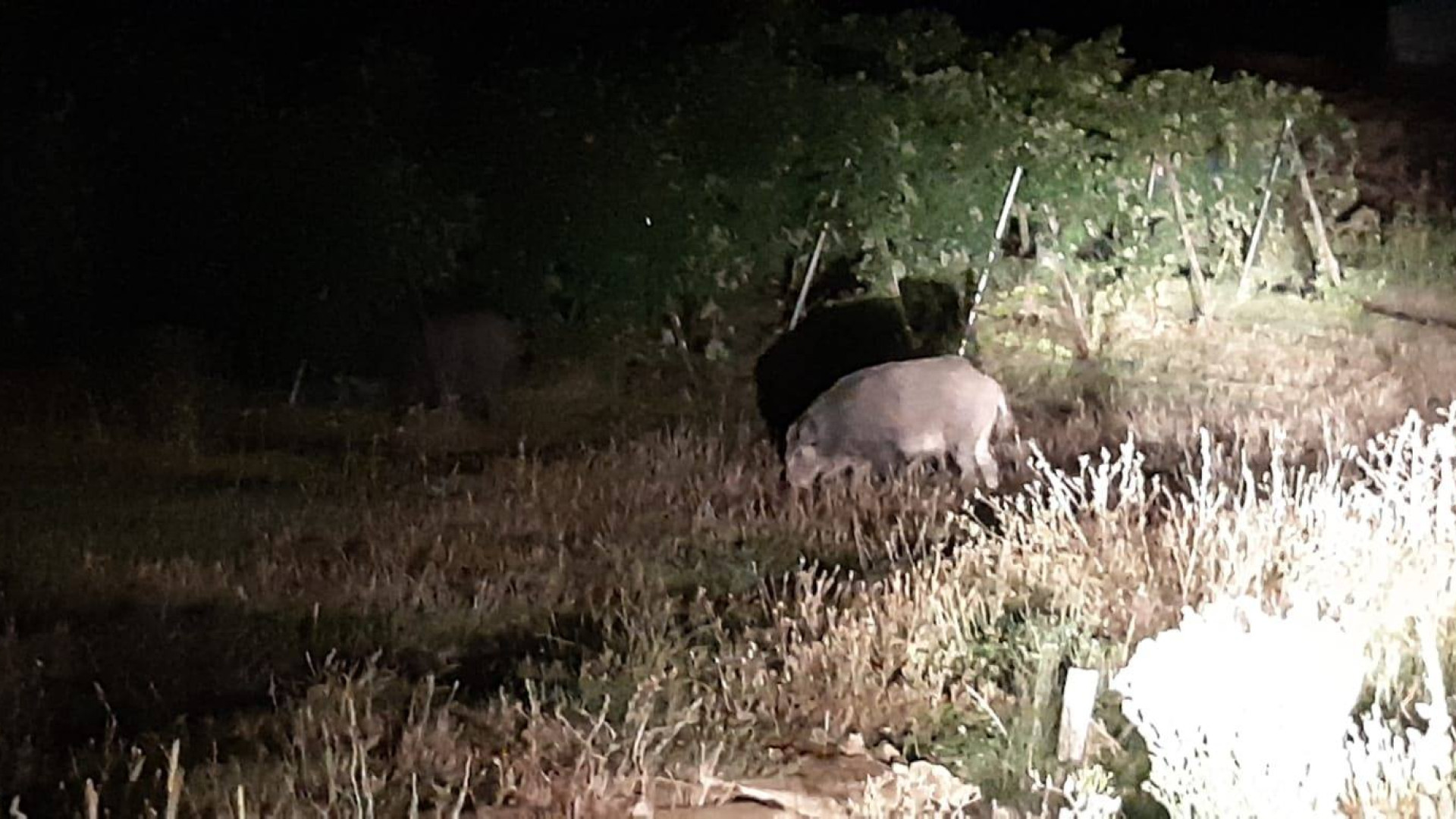 Cinghiali ormai ovunque a Ottone. "Va tolto subito l'assurdo divieto di caccia"