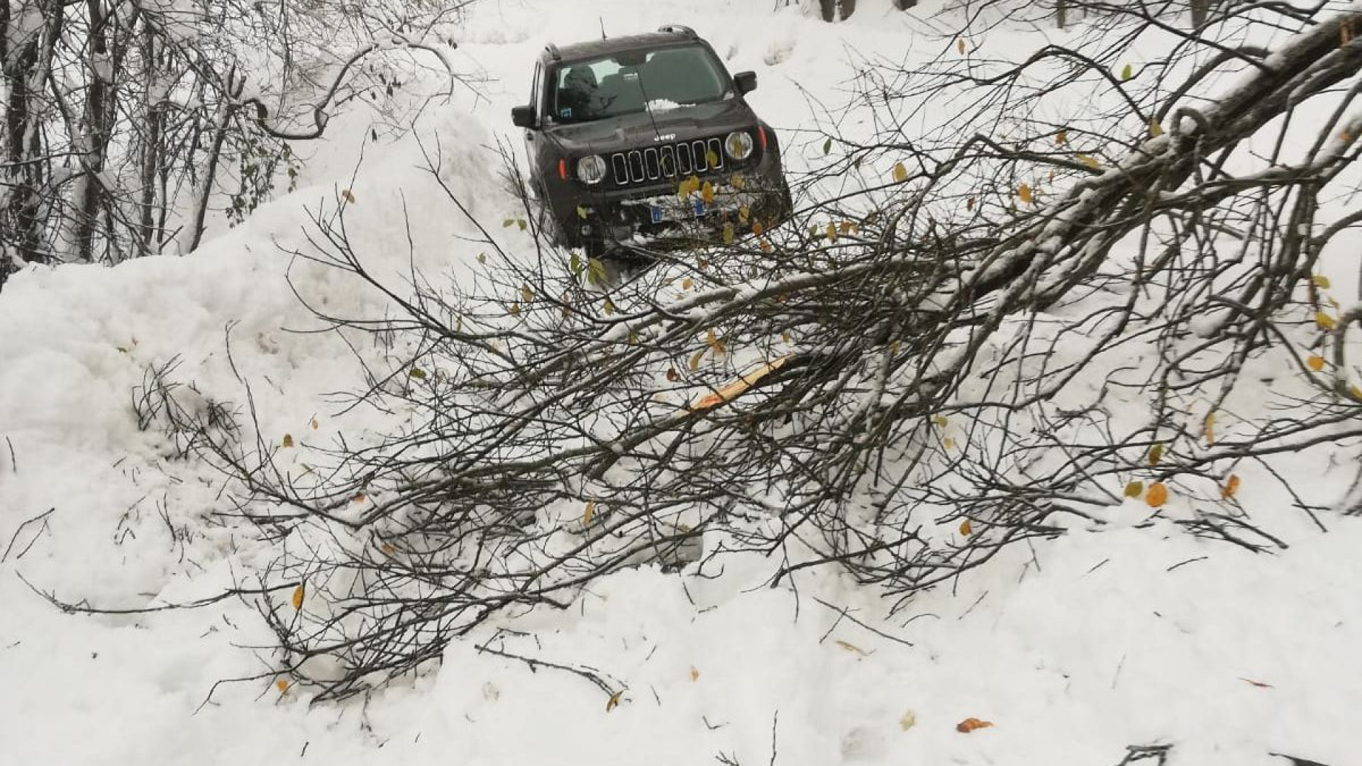 Nevicate in montagna: black out e alberi precipitati in strada