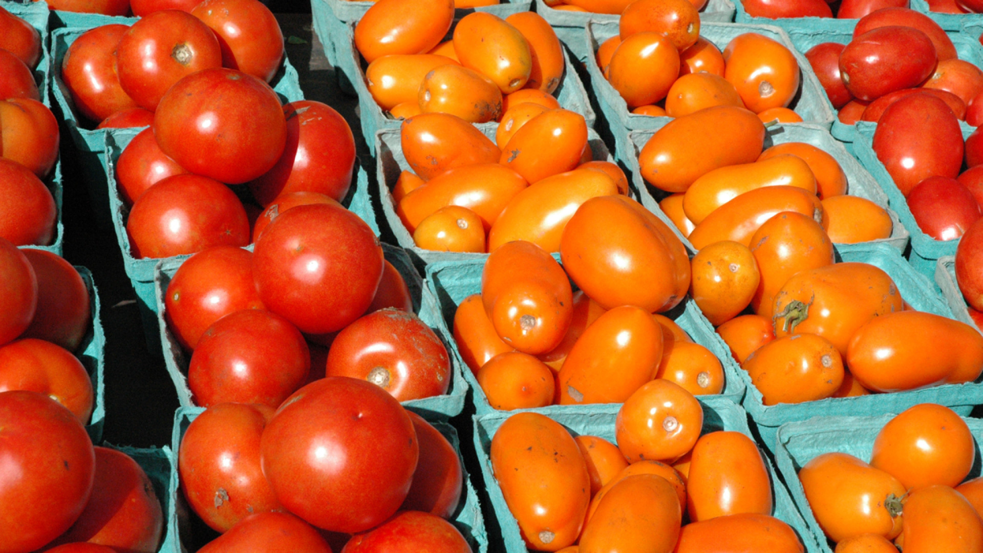 Pomodoro: duro attacco di Coldiretti. Gli industriali: "No comment"