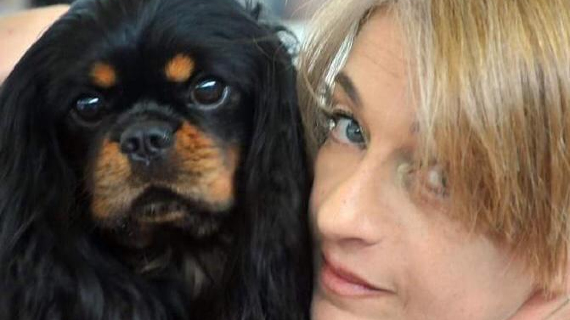 Il cagnolino "piacentino" Morgan eletto il Cavalier king più bello d'Italia