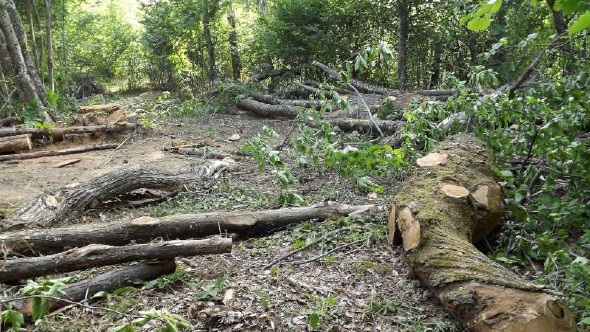 Alberi tagliati a Monte Moria: il pm per l'archiviazione, Lugagnano si oppone