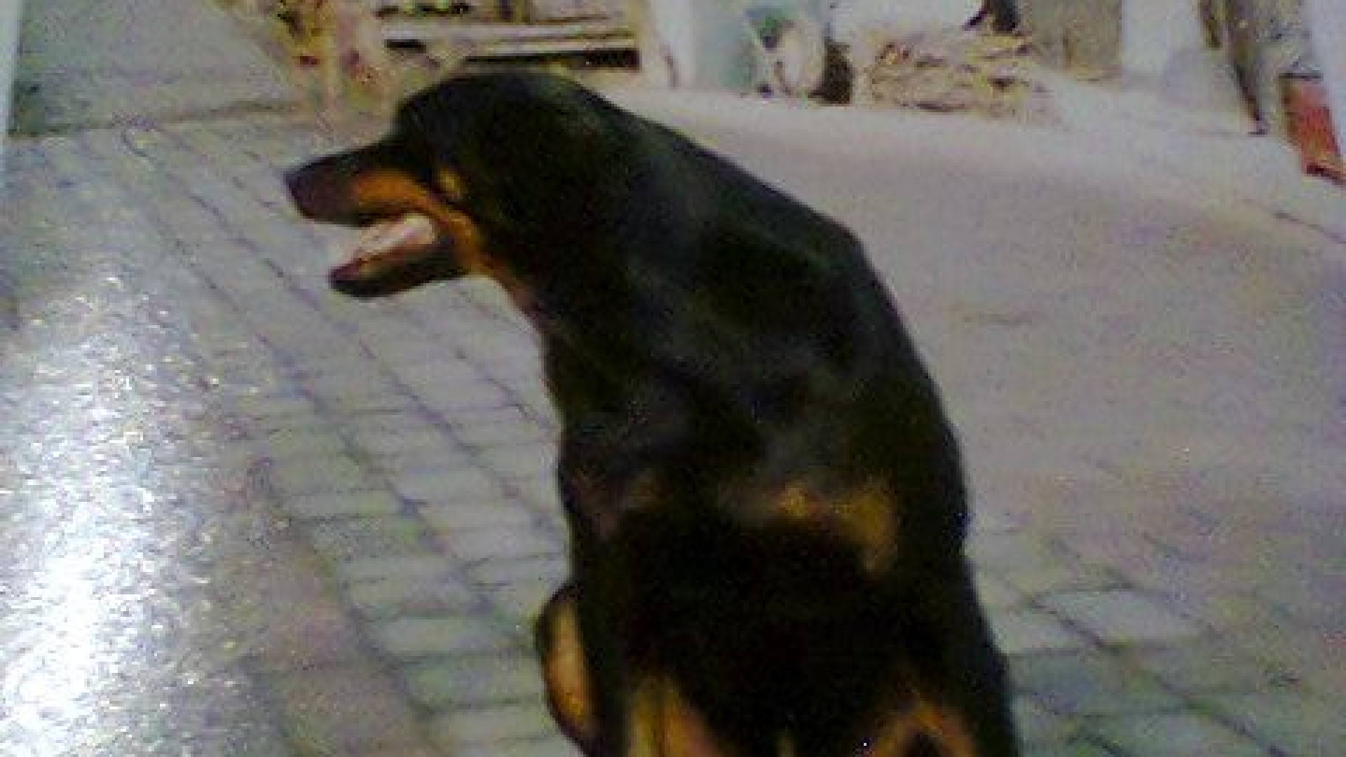 Emergenza lupi: trovato un cane sbranato. Paura ai Boelli di Travo