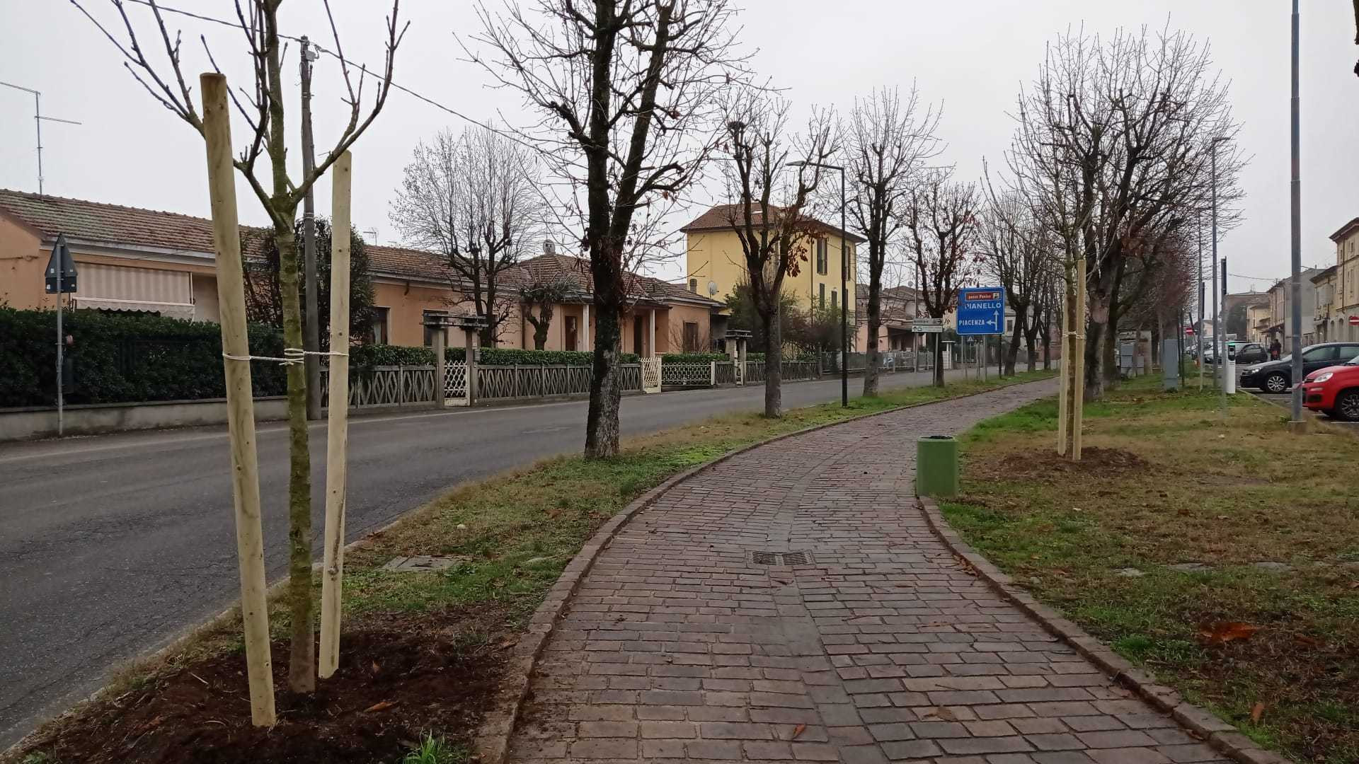 Borgonovo, piantati nuovi ippocastani al posto dei 15 abbattuti perché malati