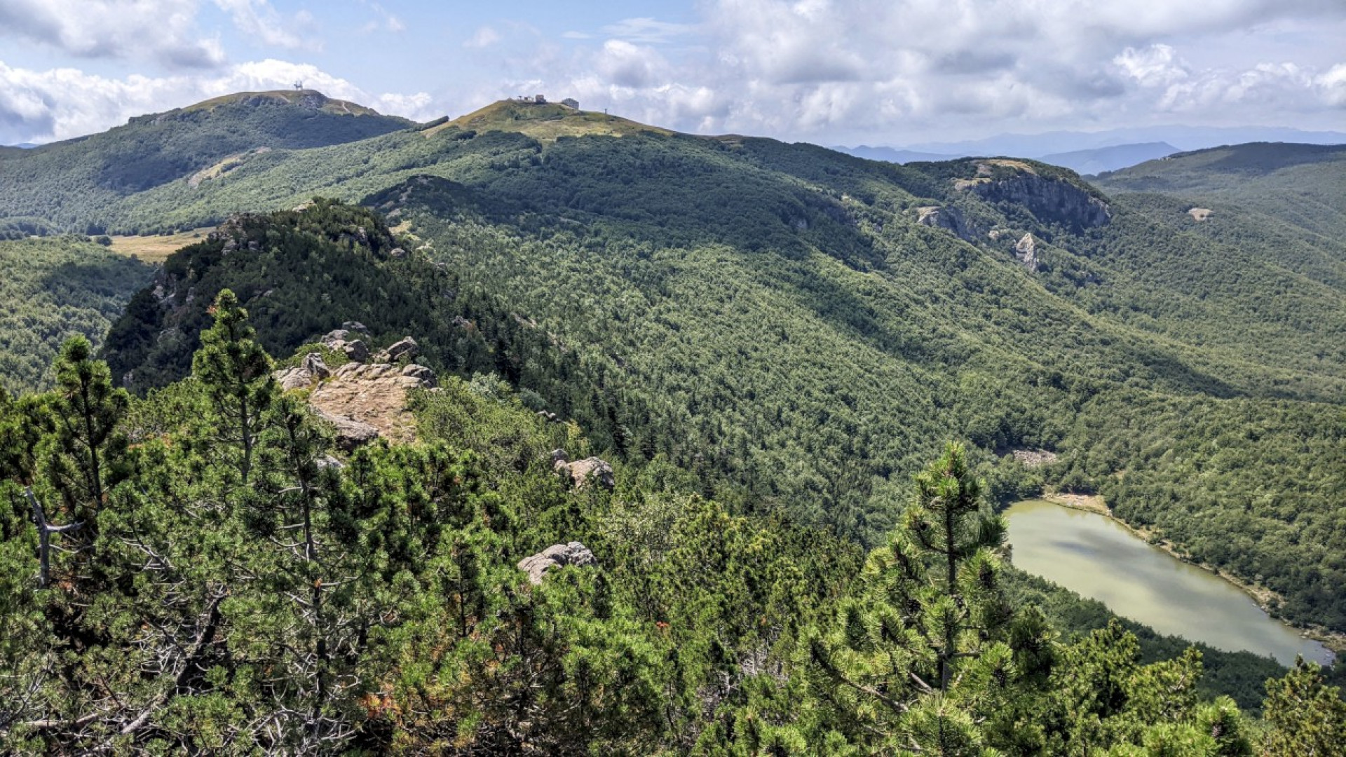 Dall'abete bianco del monte Nero una speranza per i boschi del futuro