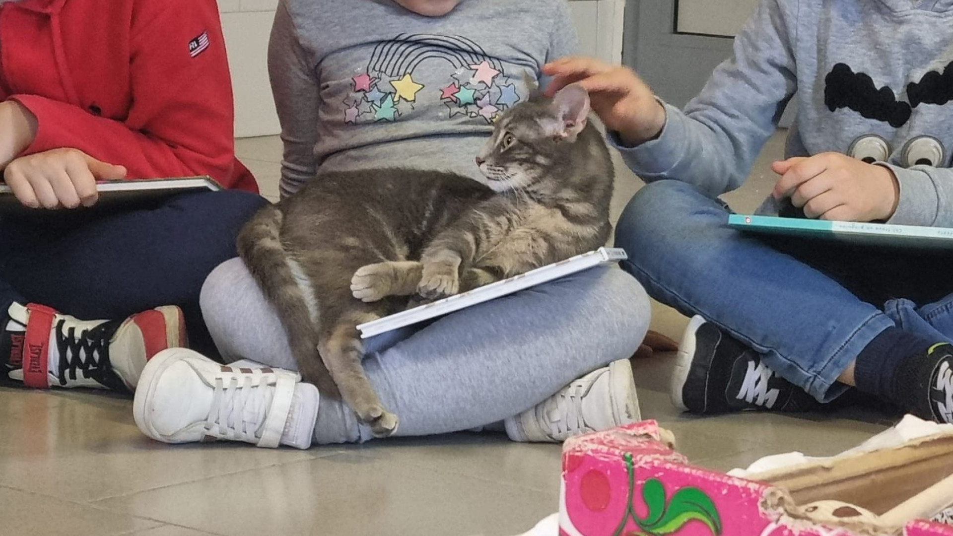 Le favole dei bimbi lette ai gatti: successo per l'iniziativa "Leggi ad alta voce in gattile"