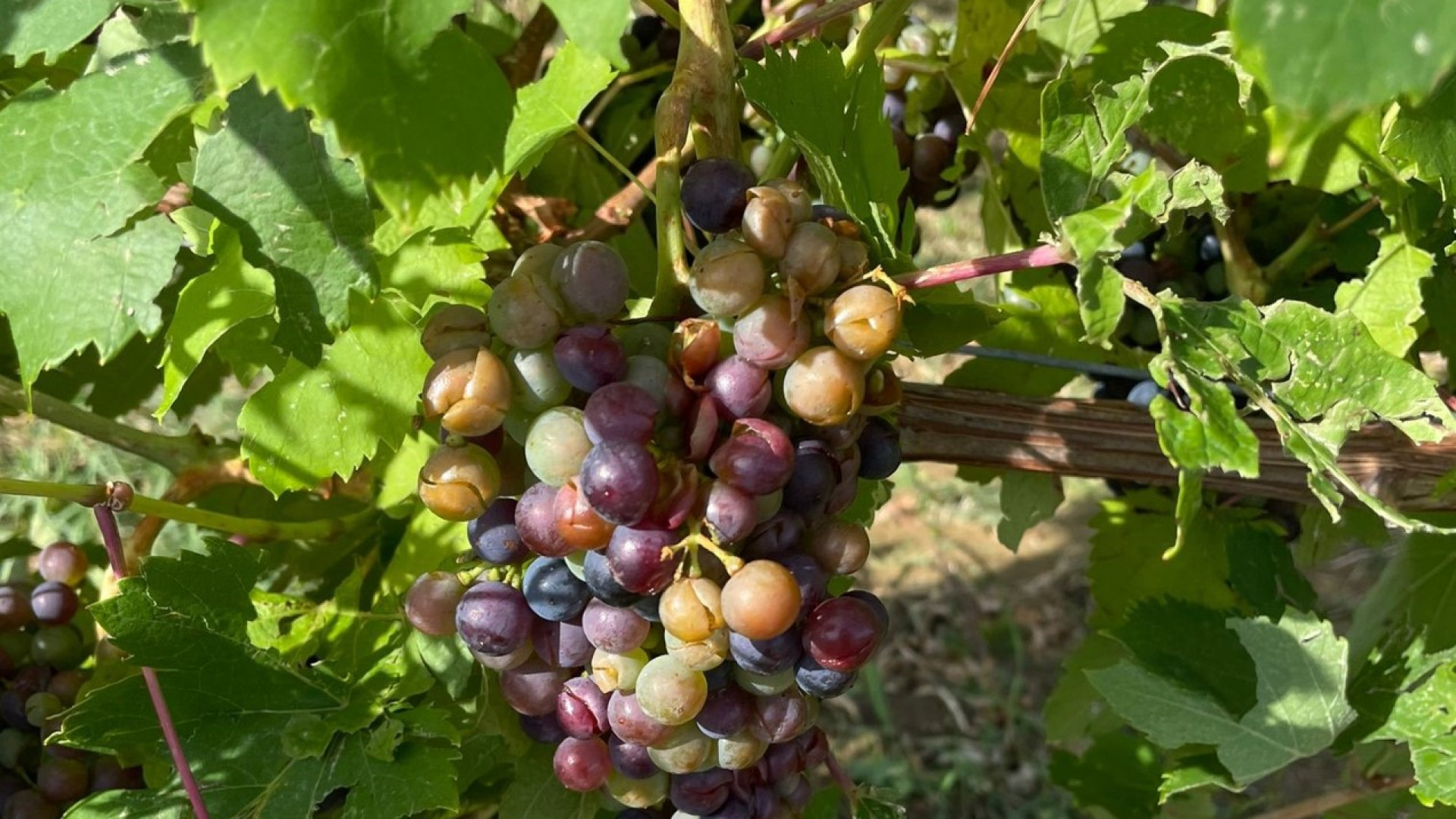 Pioggia e grandine, l'agricoltura conta i danni. "Calo delle rese fino al 60%"