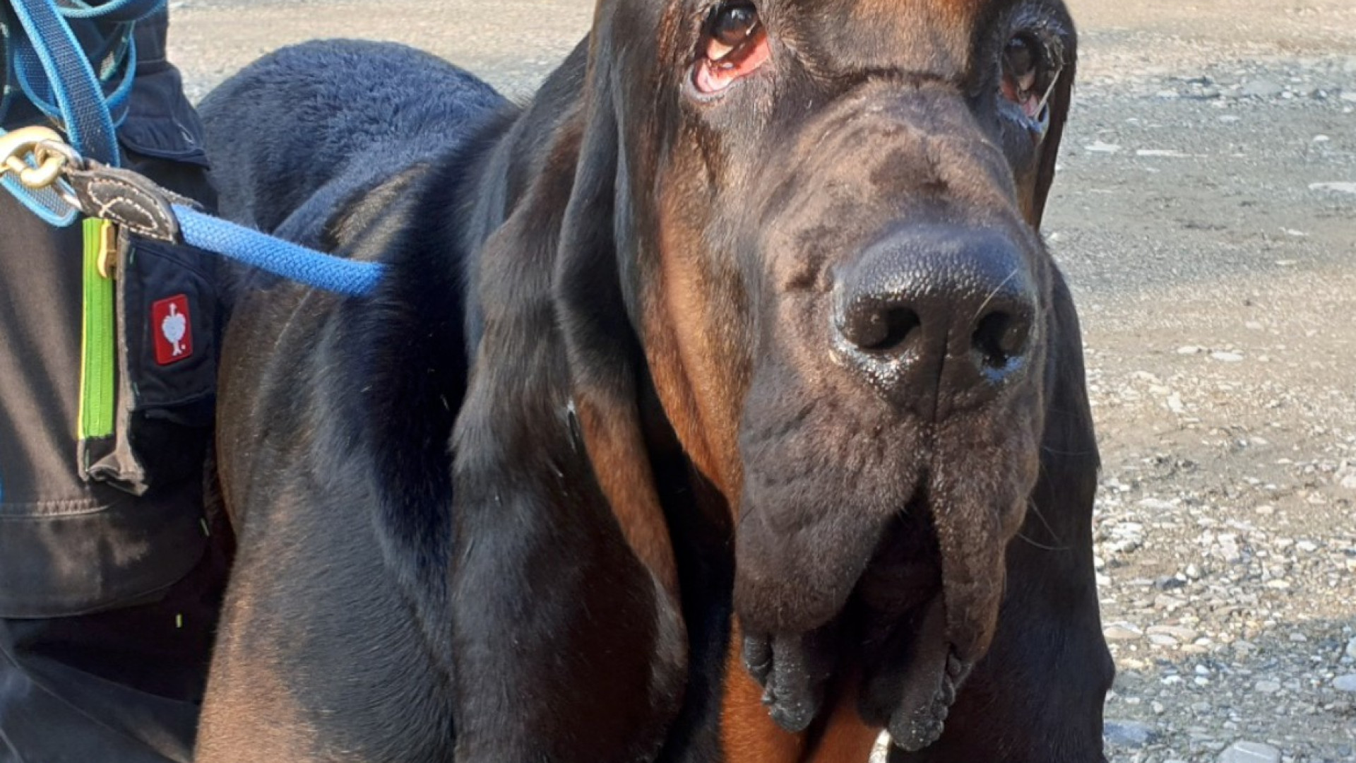 Travo, ricerca persone scomparse: esercitazione con segugi e bloodhound